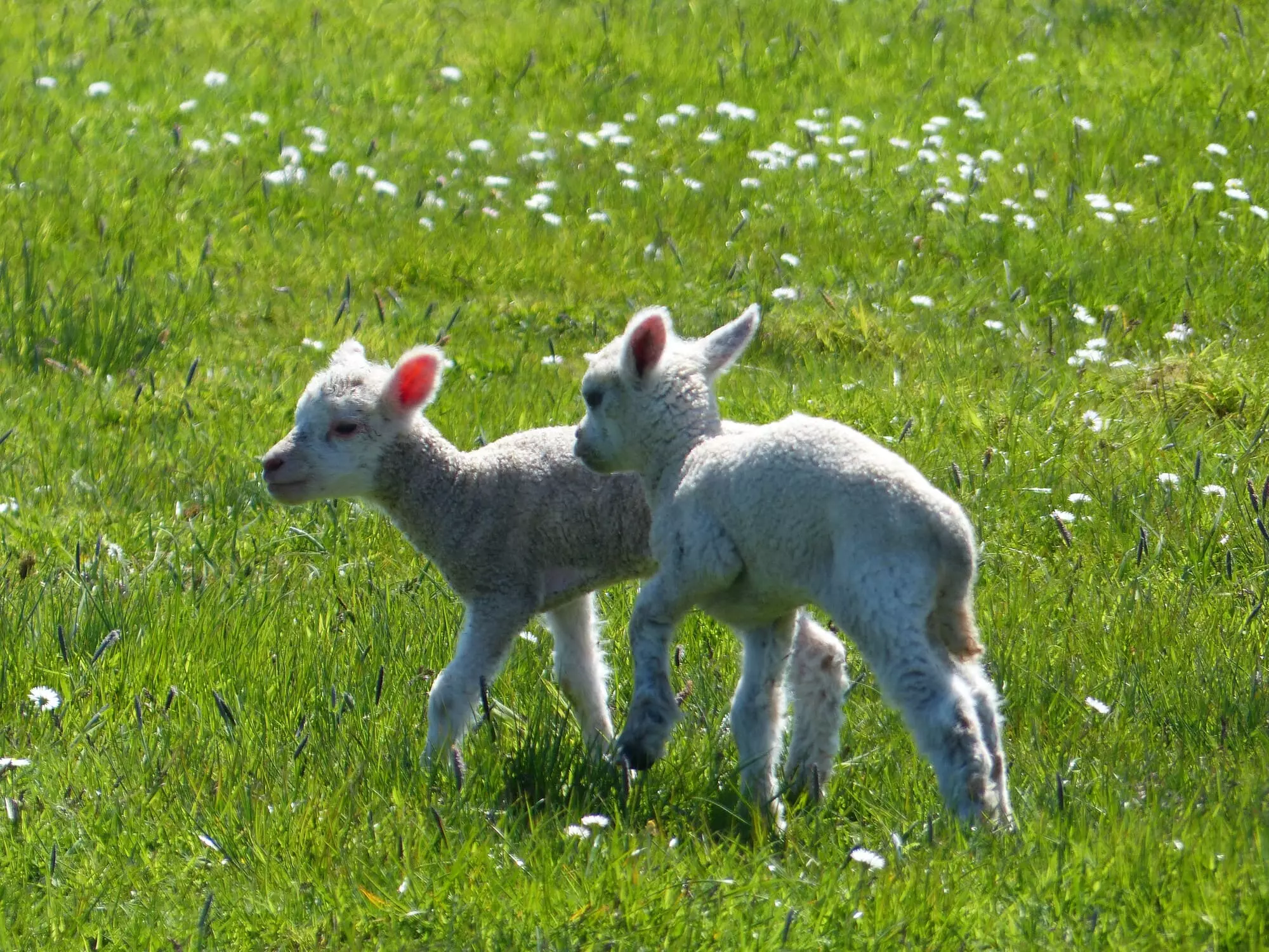 Agneaux / Lambs (Île de Skye)