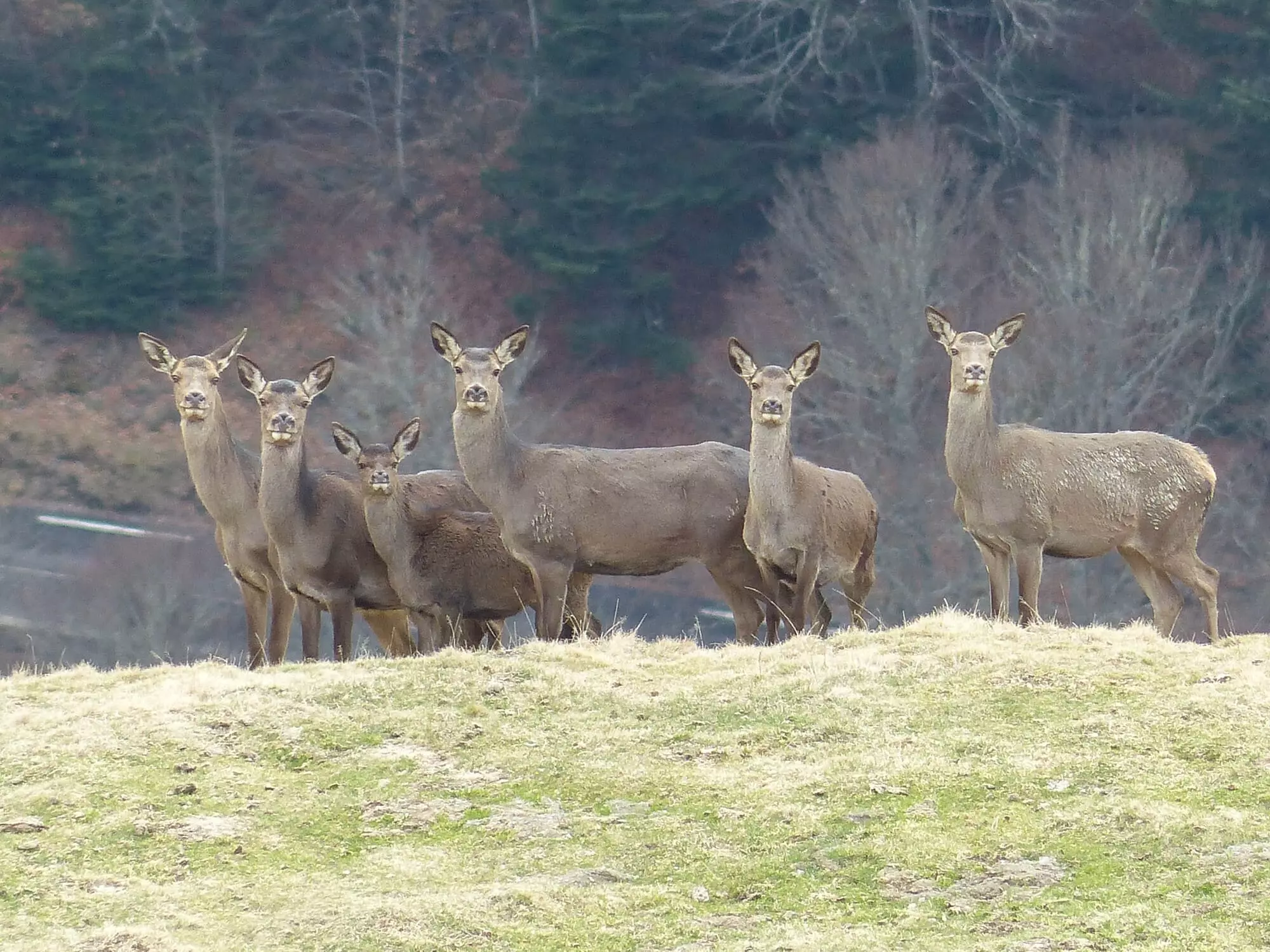 Biches / Hinds (La Mongie)