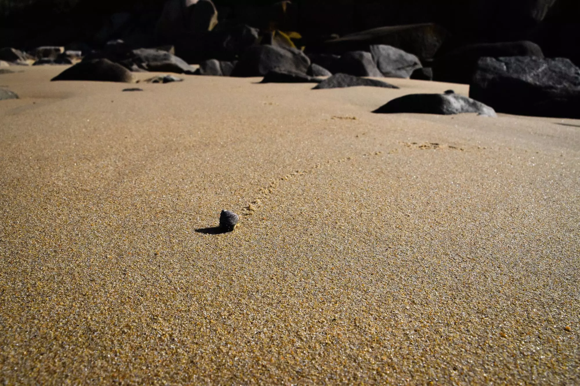 Bigorneau / Periwinkle (Trébeurden)