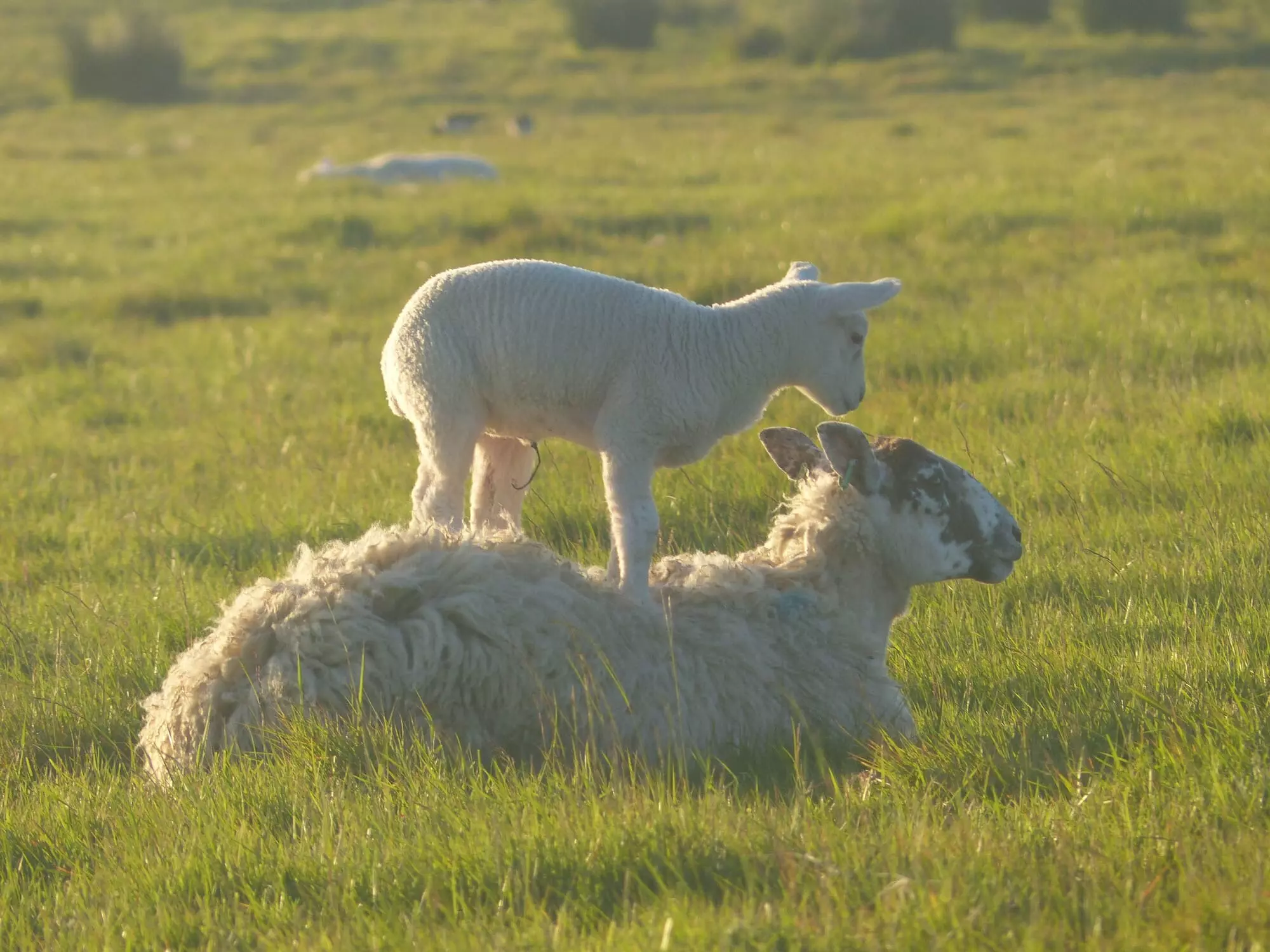 Brebis et son agneau / Ewe and her lamb (Orcades - Îles Orkney - Scotland)
