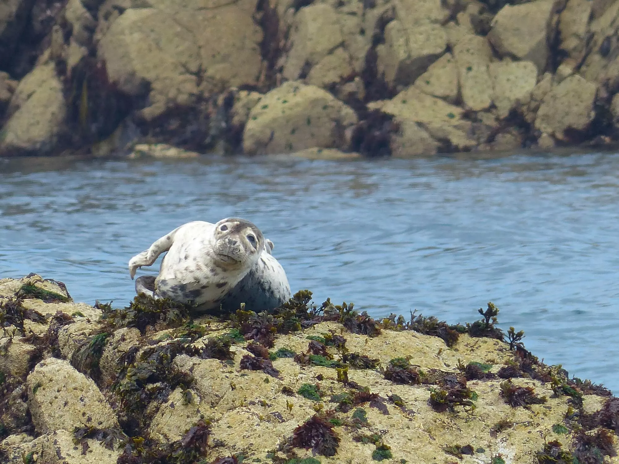 Phoque / Seal (Île-aux-Moines)