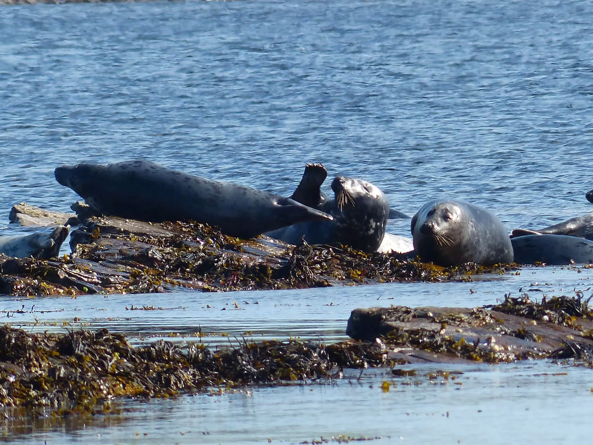 Phoque / Seal (Orcades - Îles Orkney - Scotland)