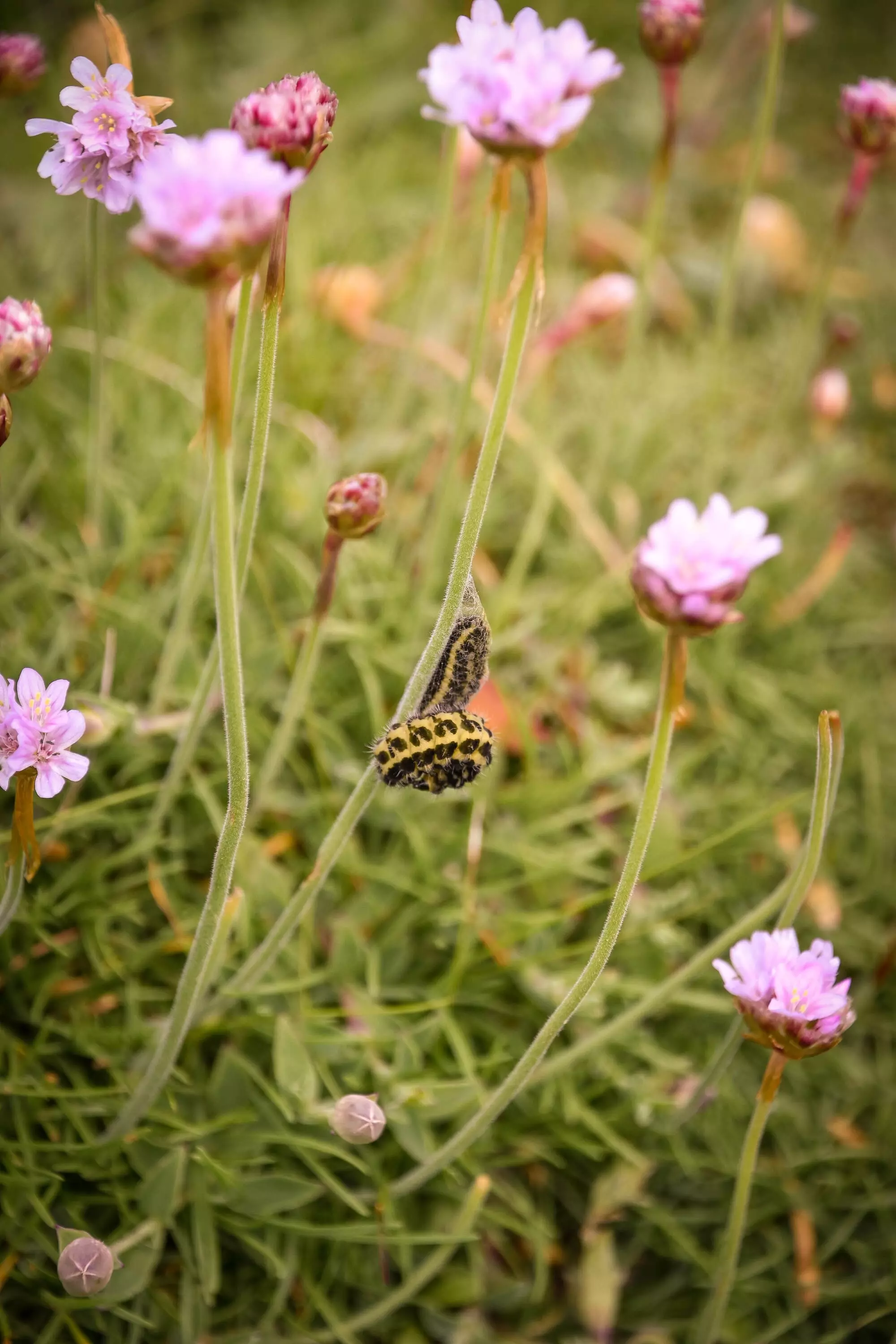 L'Écaille du séneçon / Ragwort Scale (Île-Molène)
