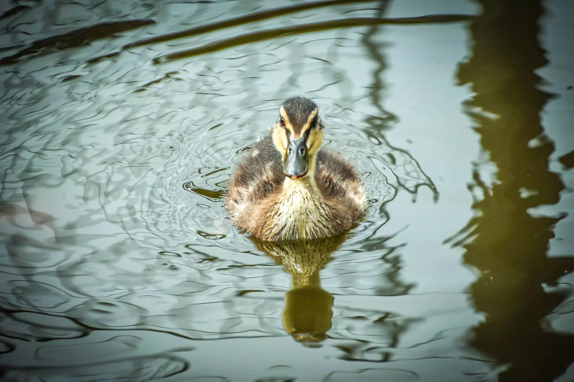 Bébé canard colvert