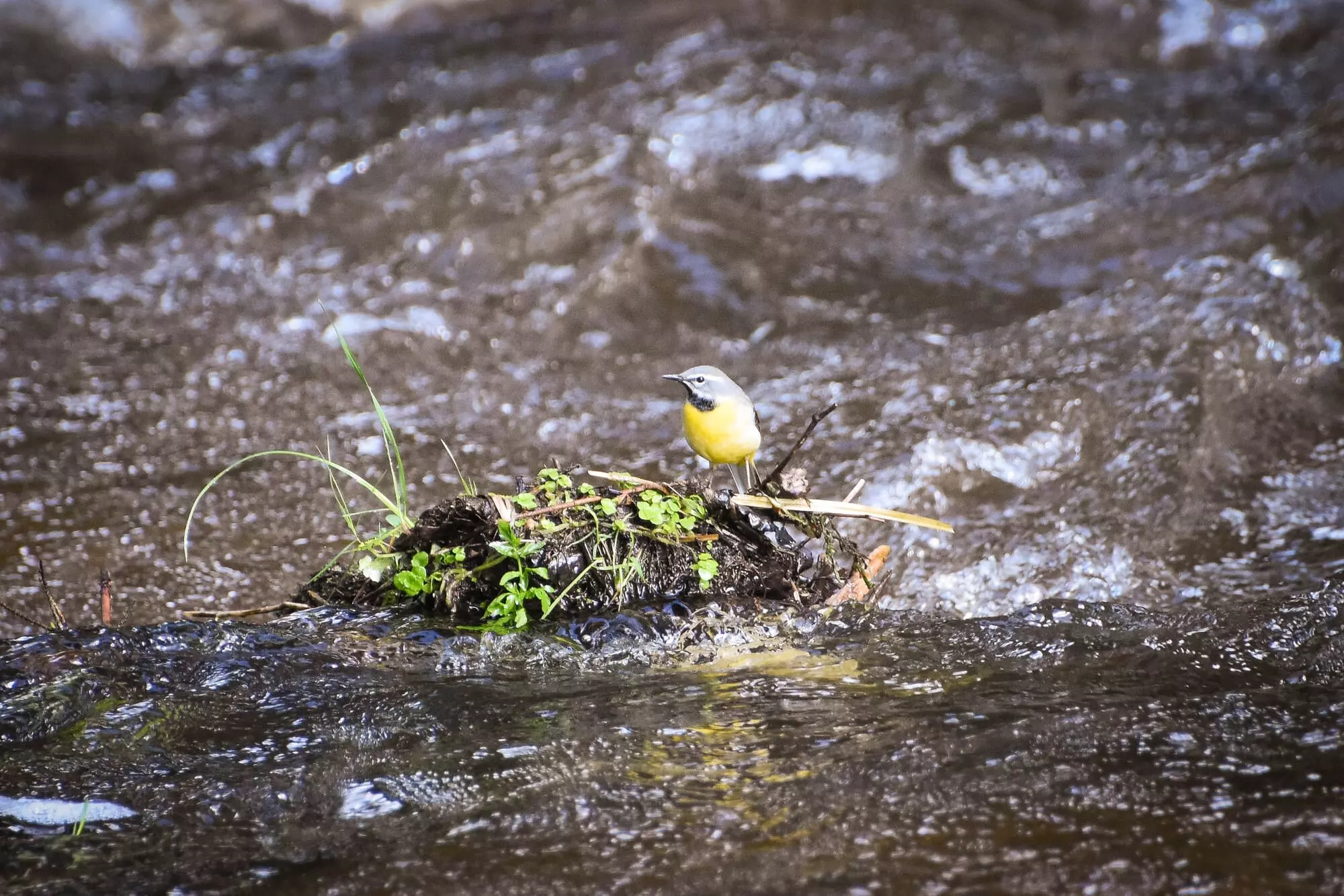 Bergeronette des ruisseaux