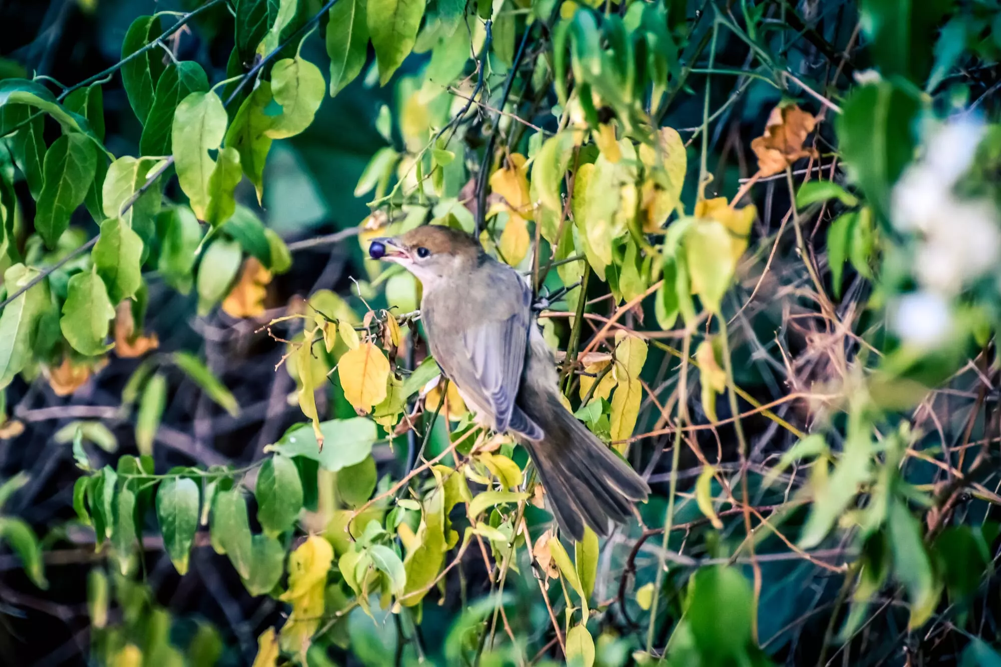 Fauvette à tête noire