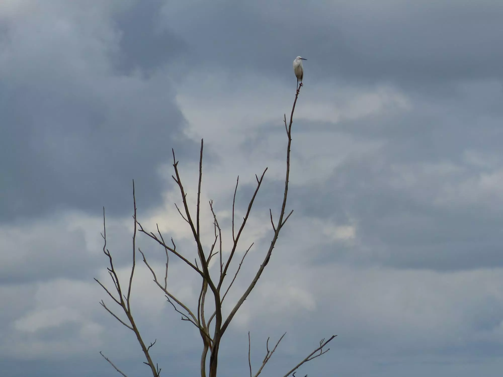 Aigrette garzette / Little egret