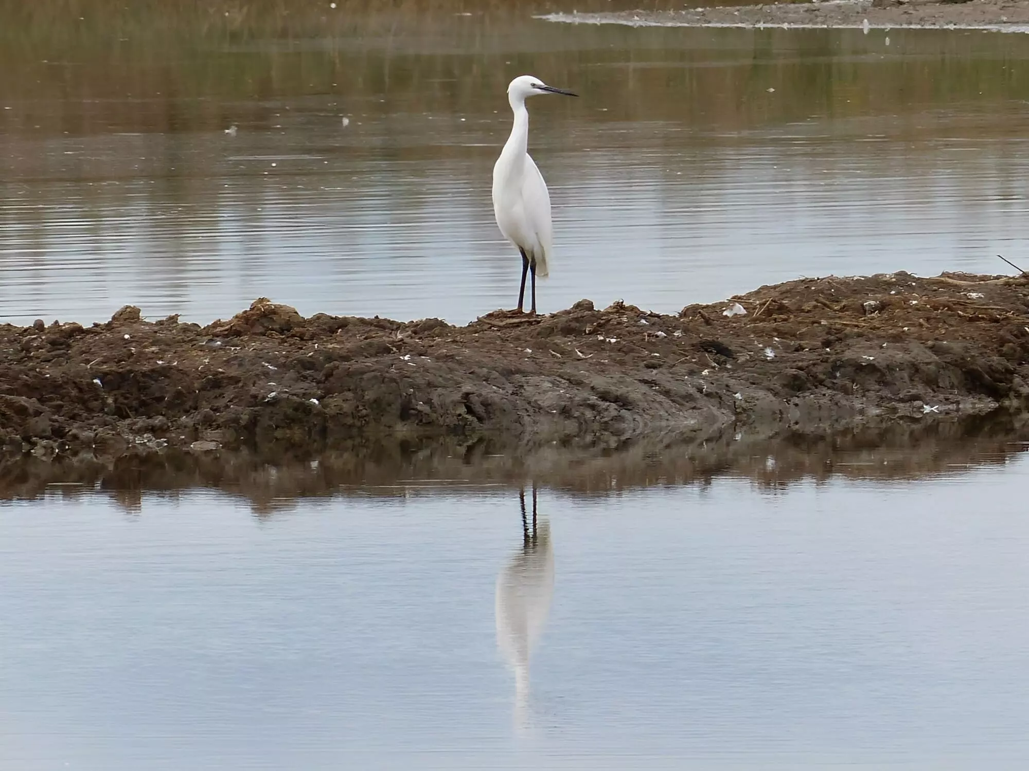 Aigrette garzette / Little egret
