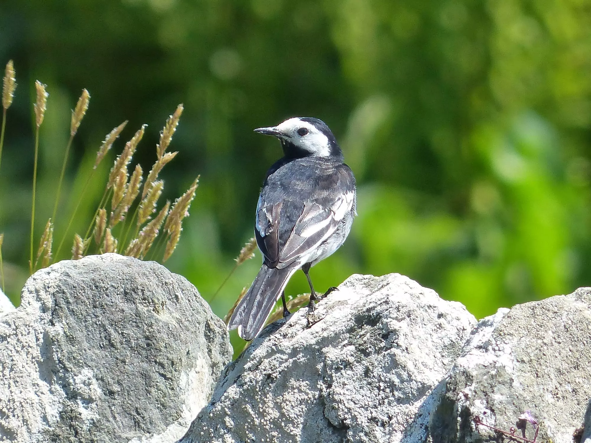 Bergeronnette grise / White wagtail (Scotland)