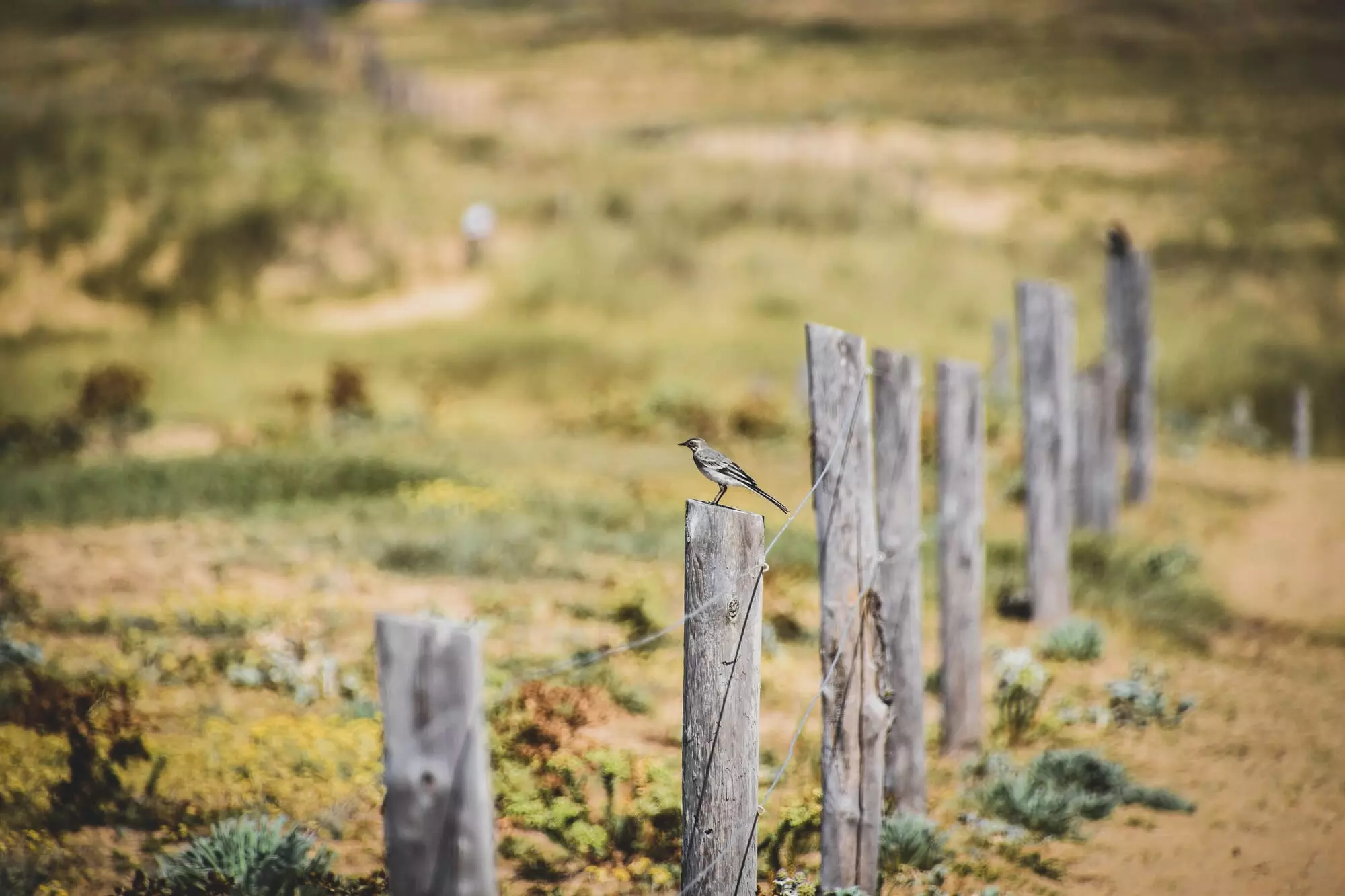 Bergeronnette grise / White wagtail (Quiberon)
