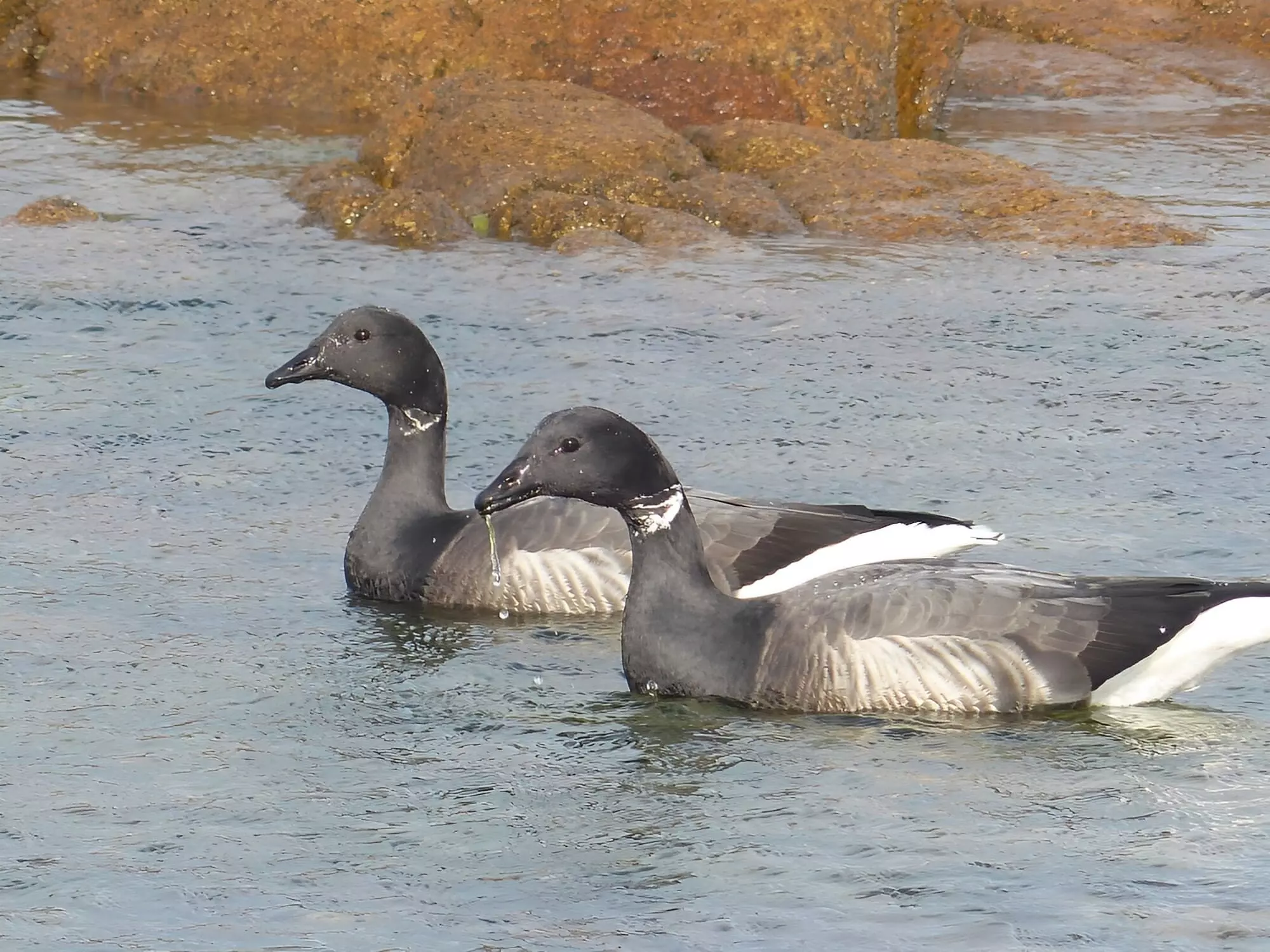 Bernaches cravants / Brant gooses (Plougrescant)