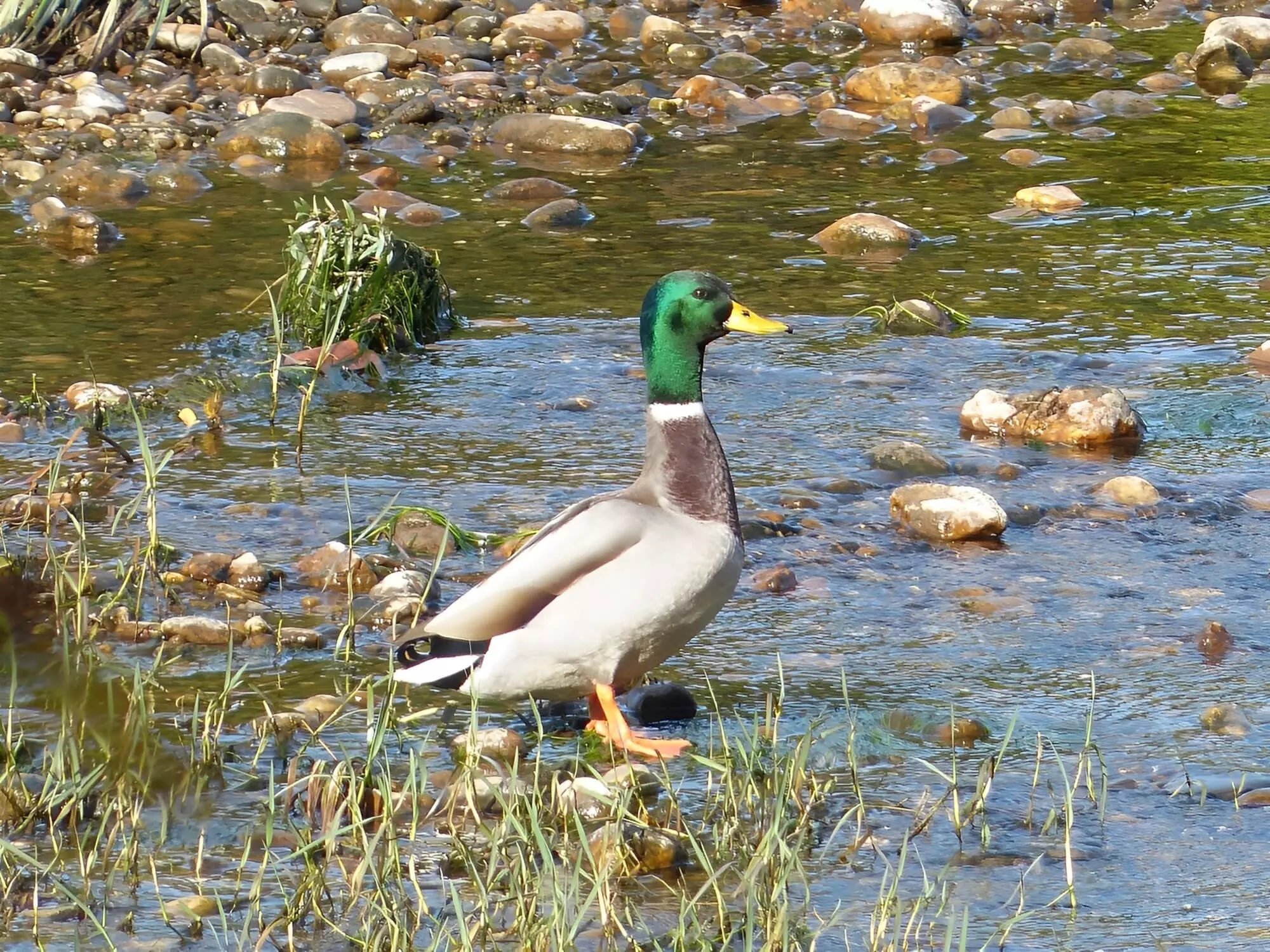 Canard colvert / Mallard