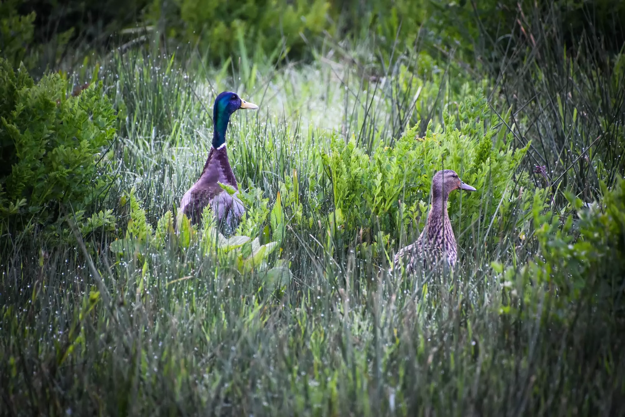 Canard colvert / Mallard
