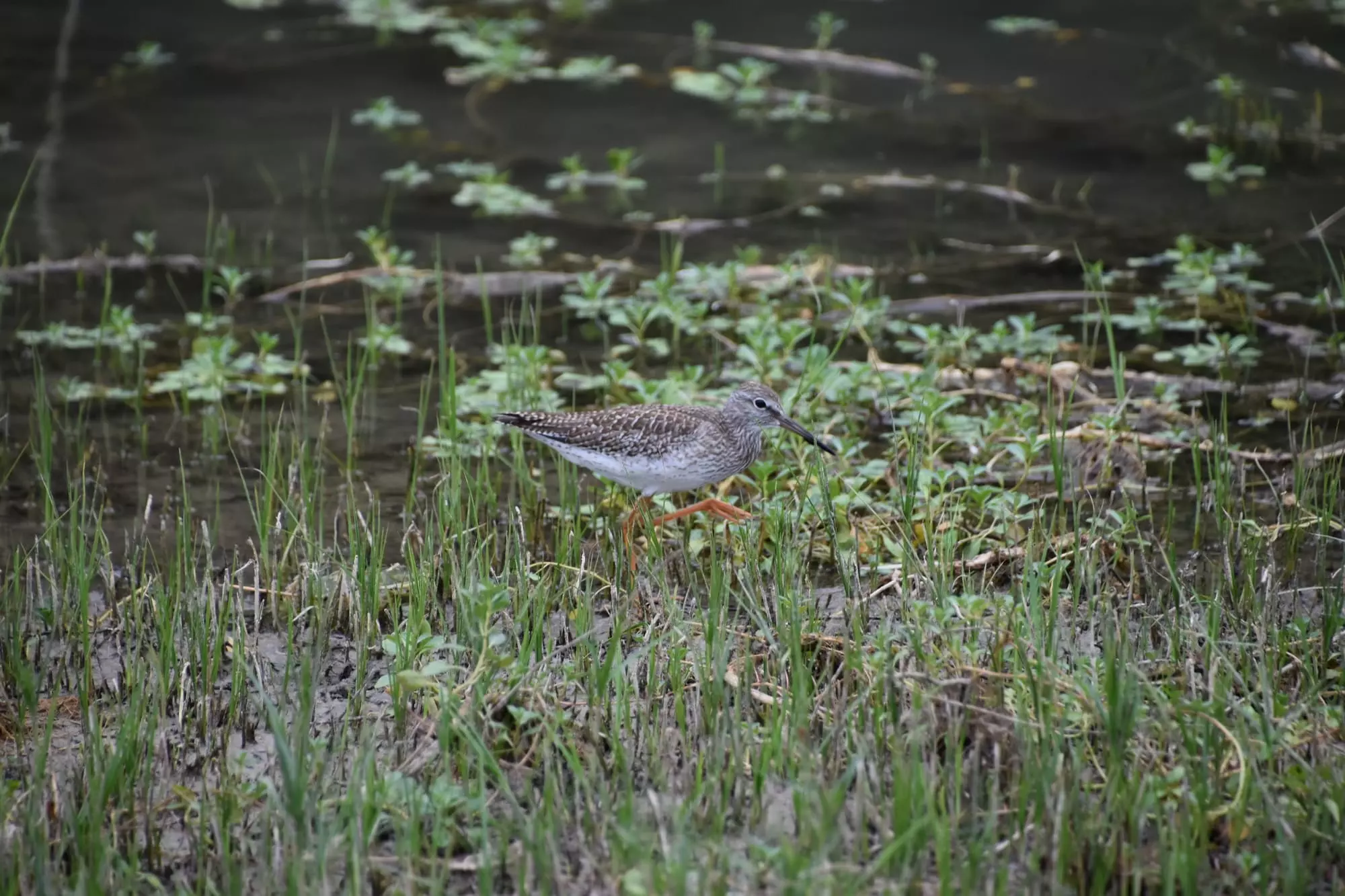 Chevalier gambette / Common redshank (Plougrescant