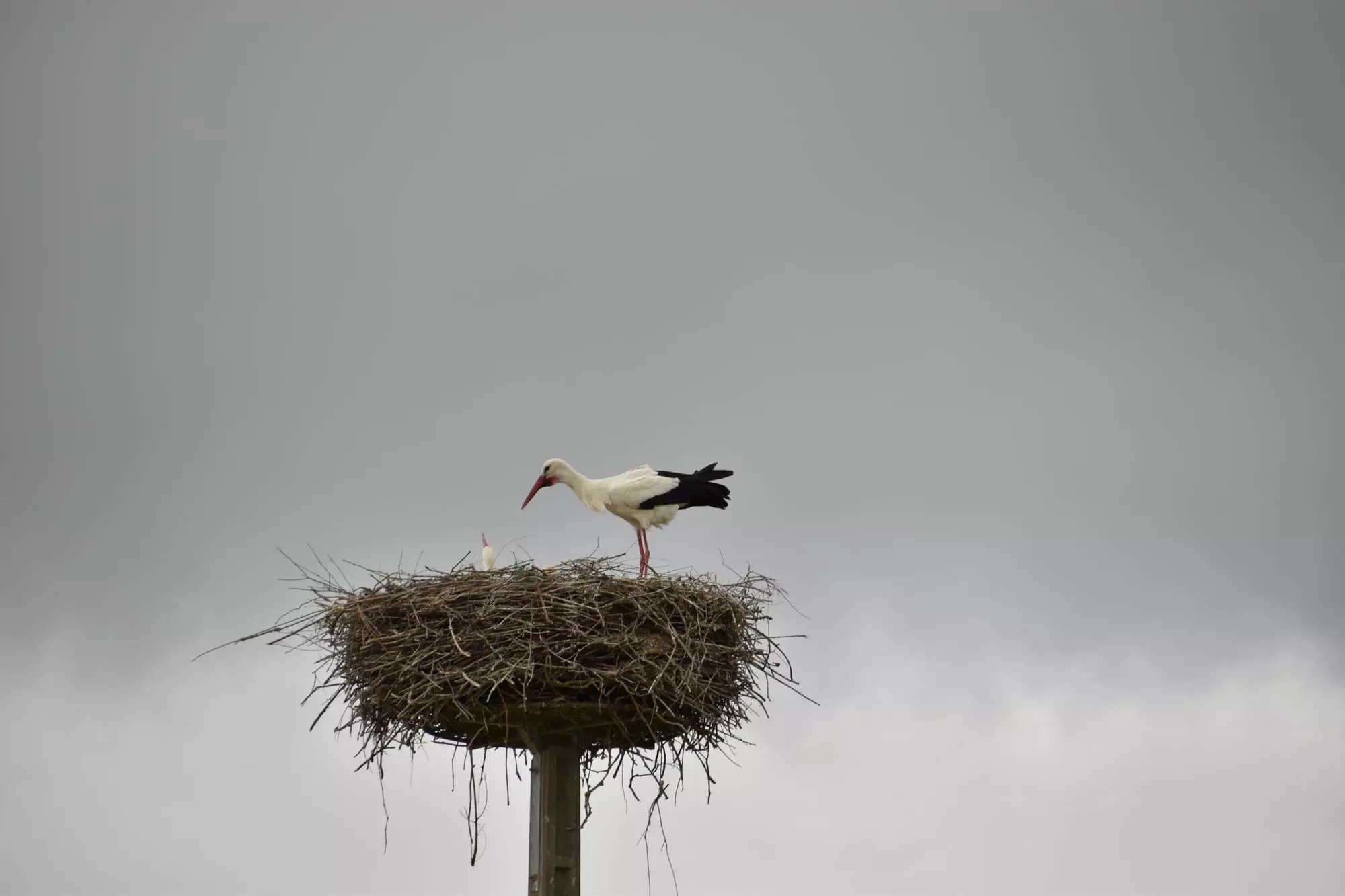 Cigogne blanche / White stork (Mazères)