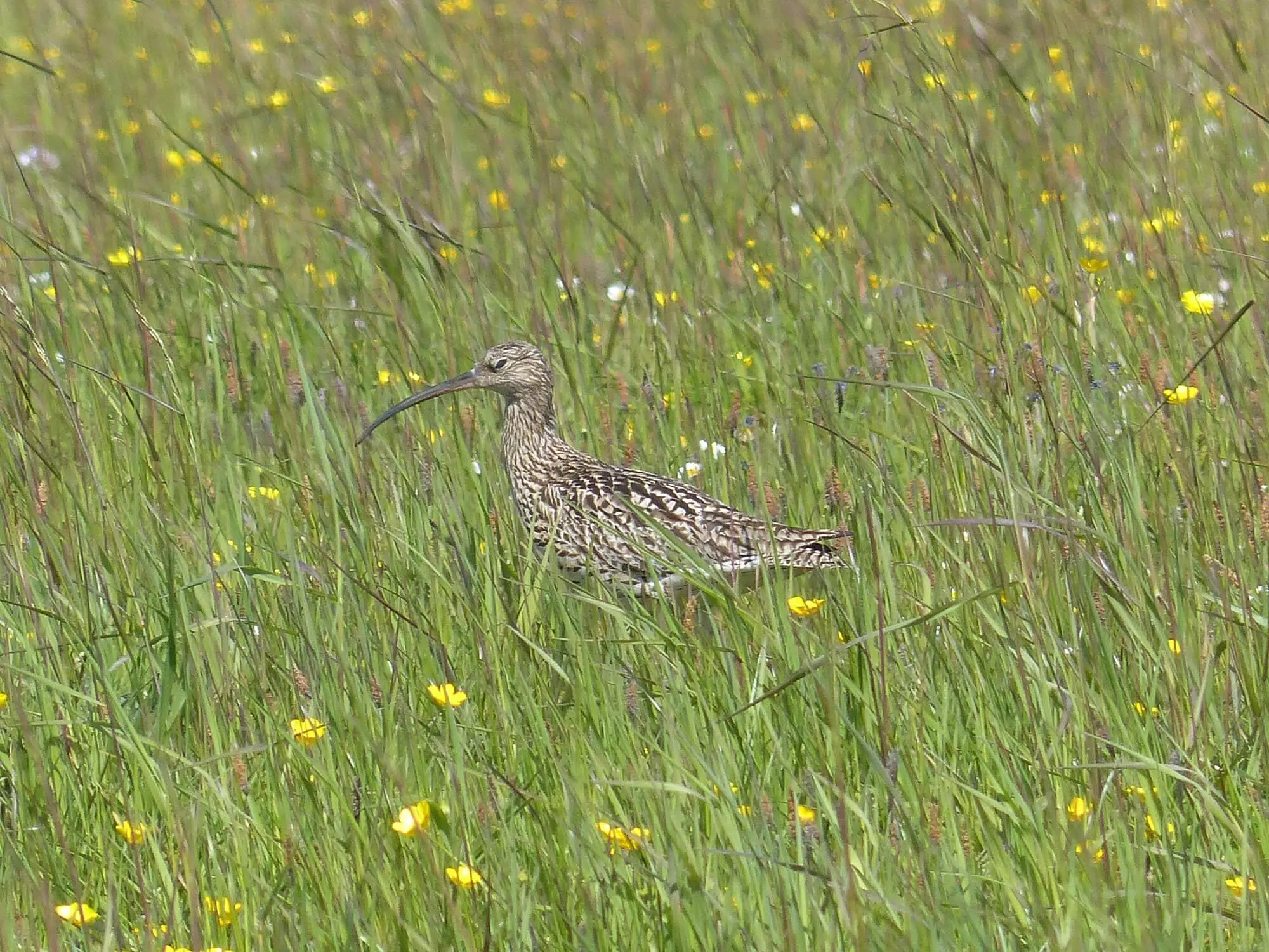 Courlis cendré / Eurasian Curlew (Scotland)