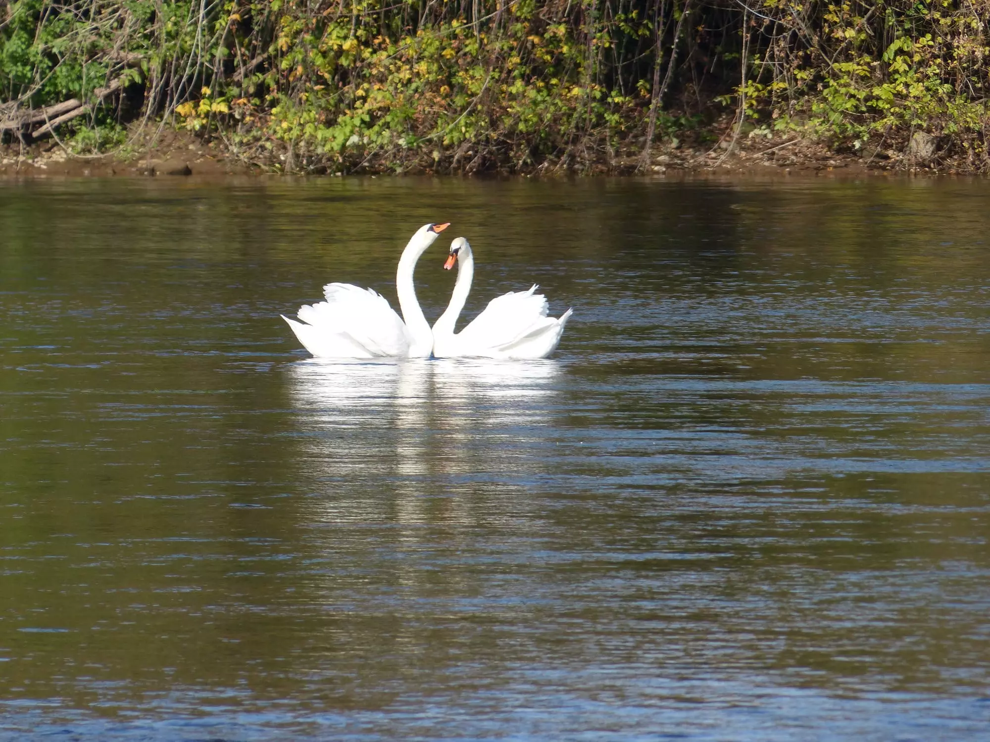 Cygnes tuberculés / Mute swan (Copenhague)
