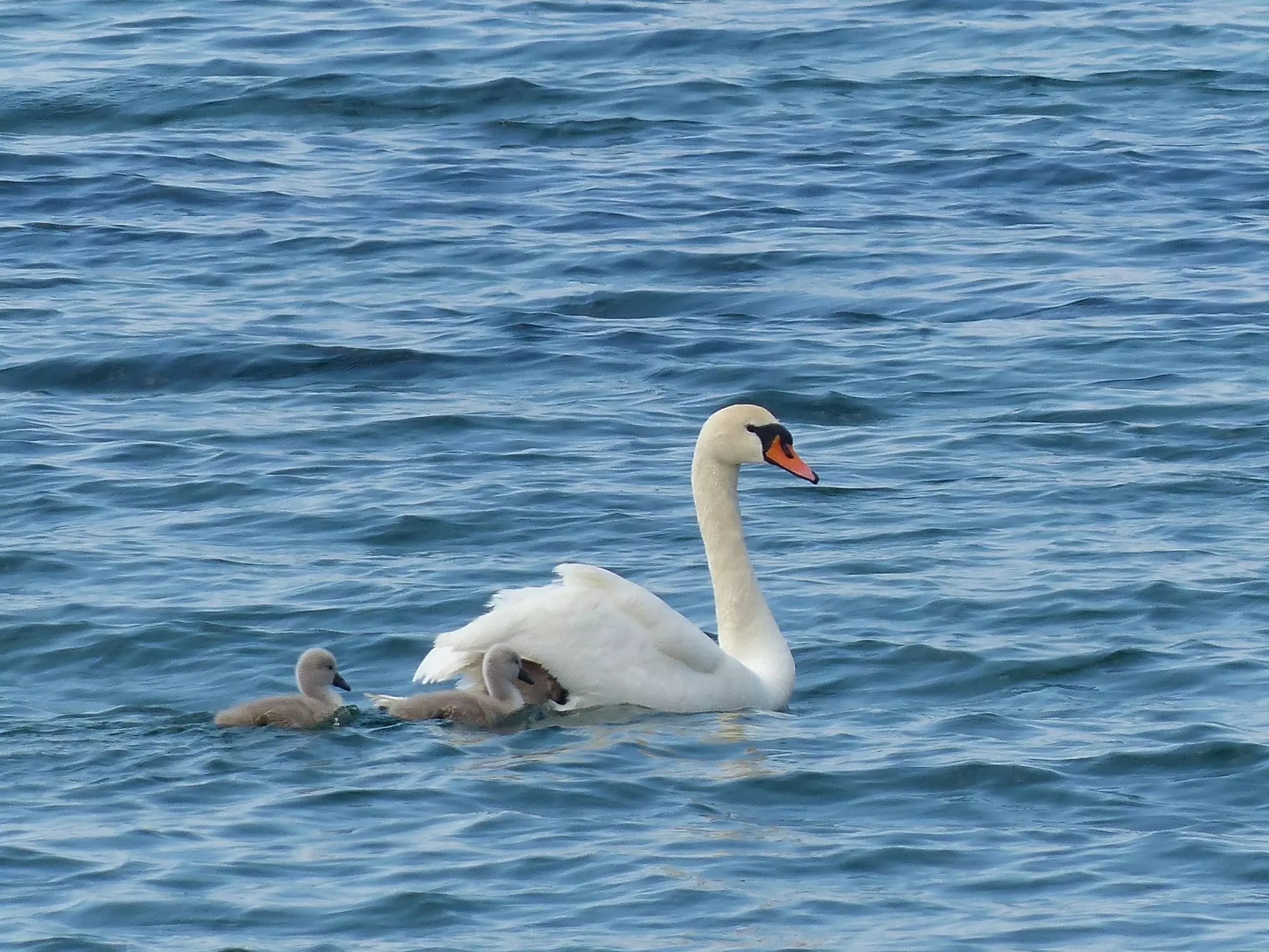 Cygnes tuberculés / Mute swan