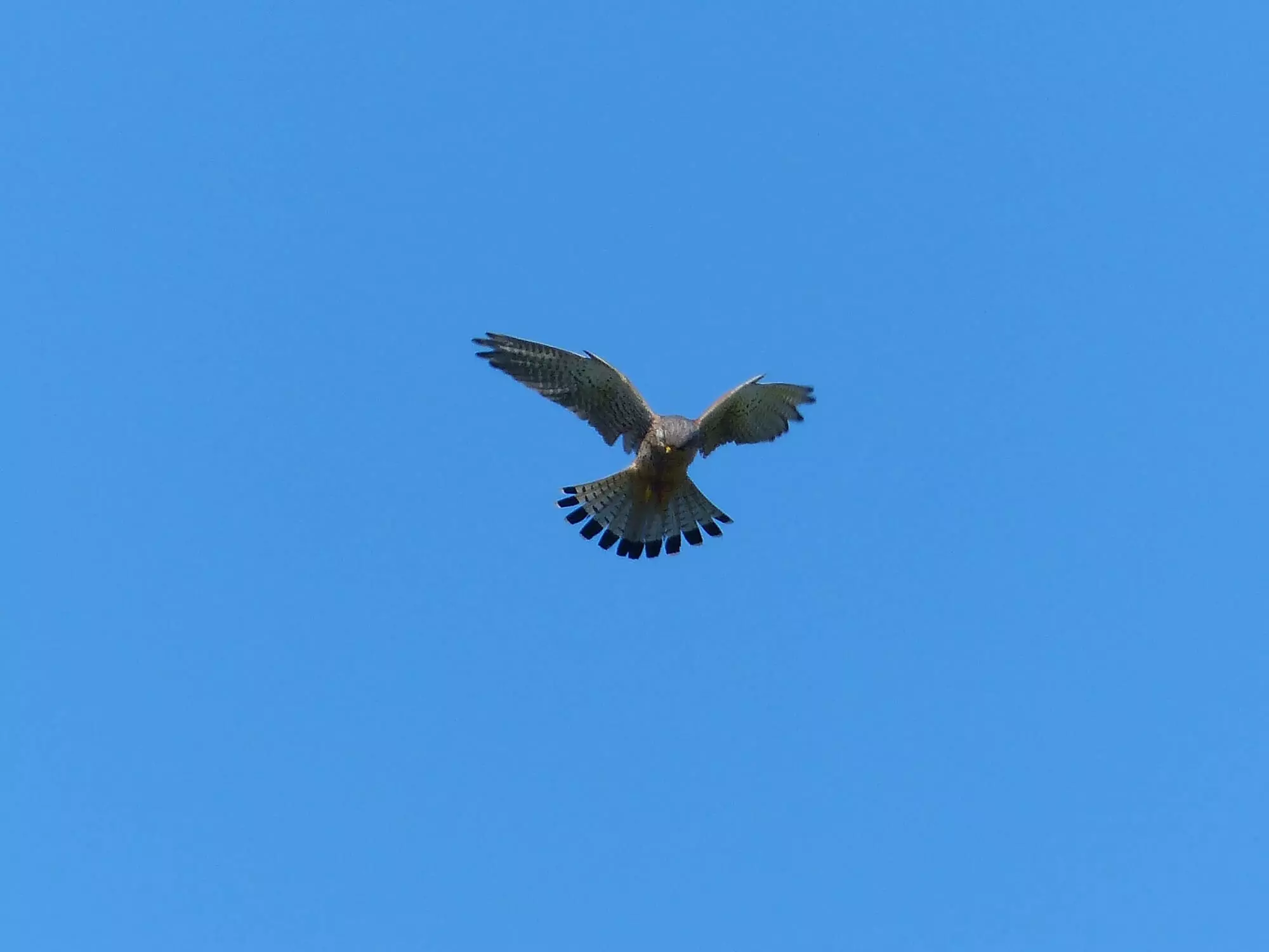 Faucon crécerelle / Common kestrel (Plouvorn)