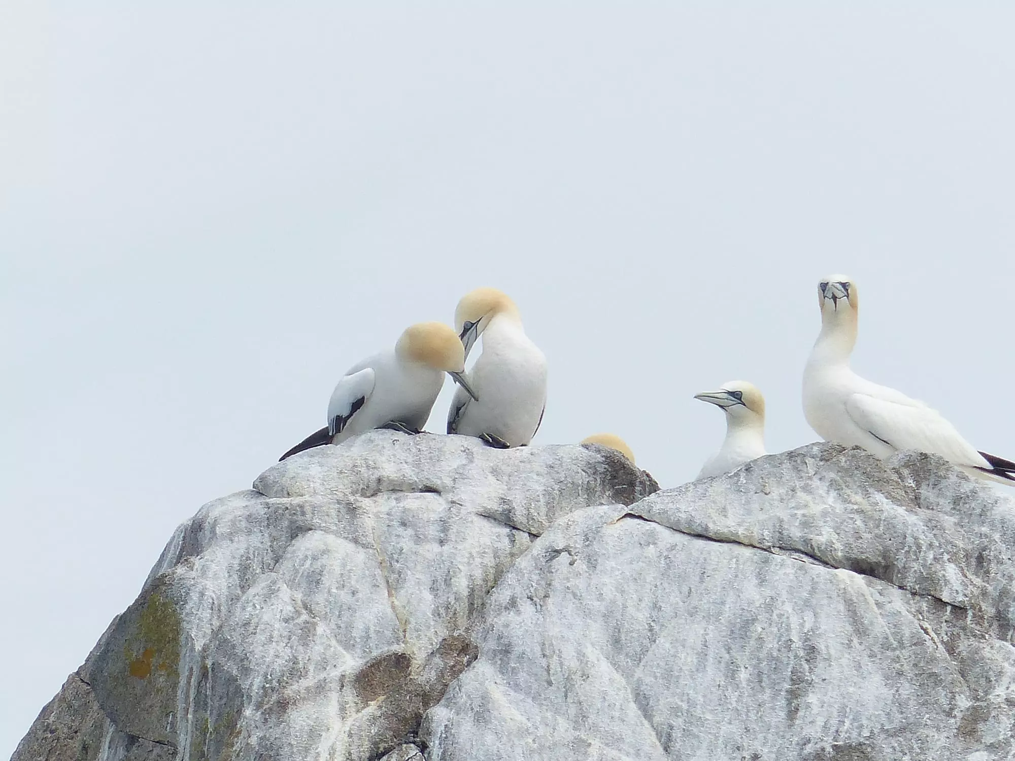 Fous de bassan / Northern Gannet (Île-aux-Moines)