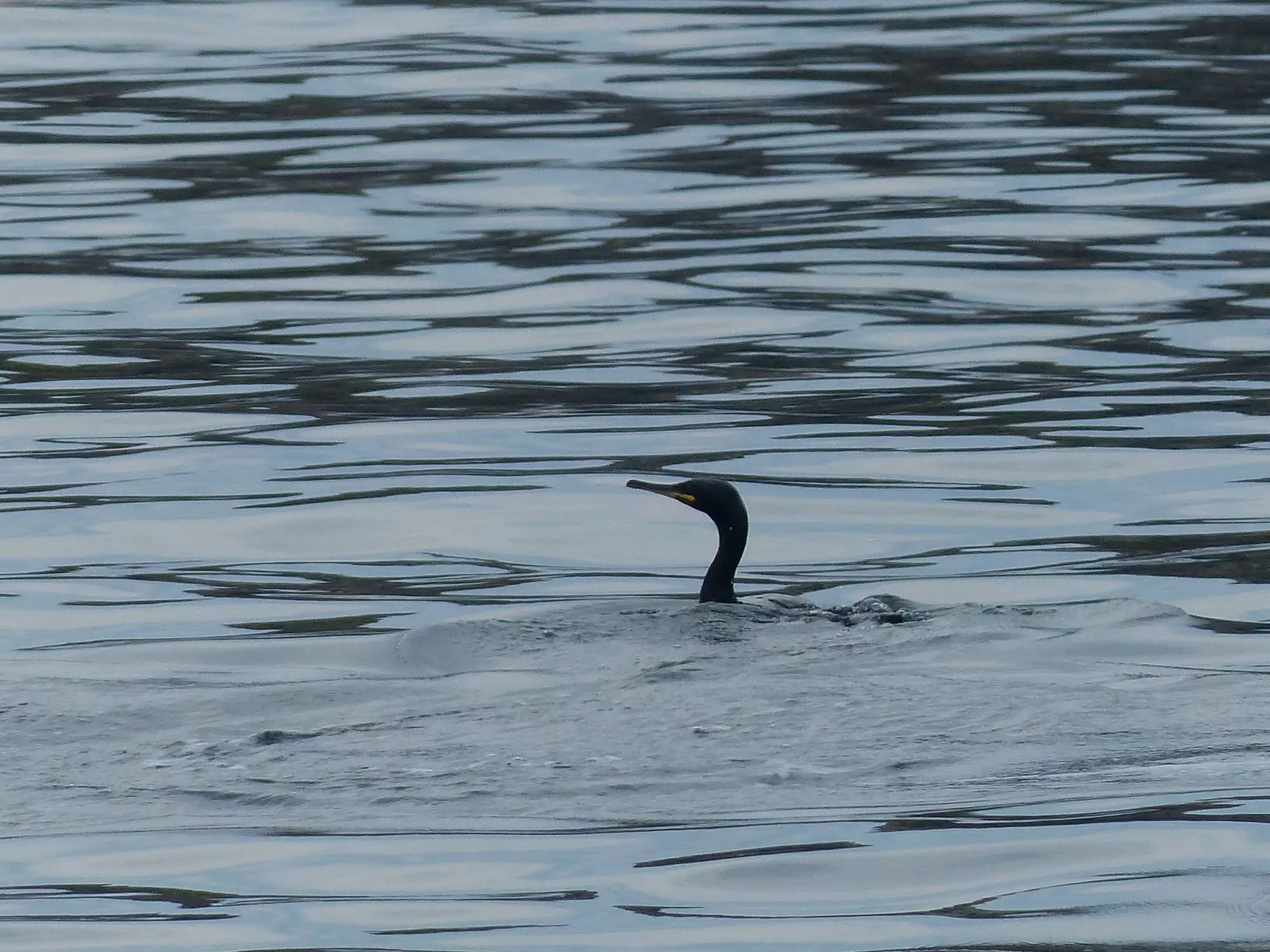 Grand cormoran / Great cormoran (Plougrescant)