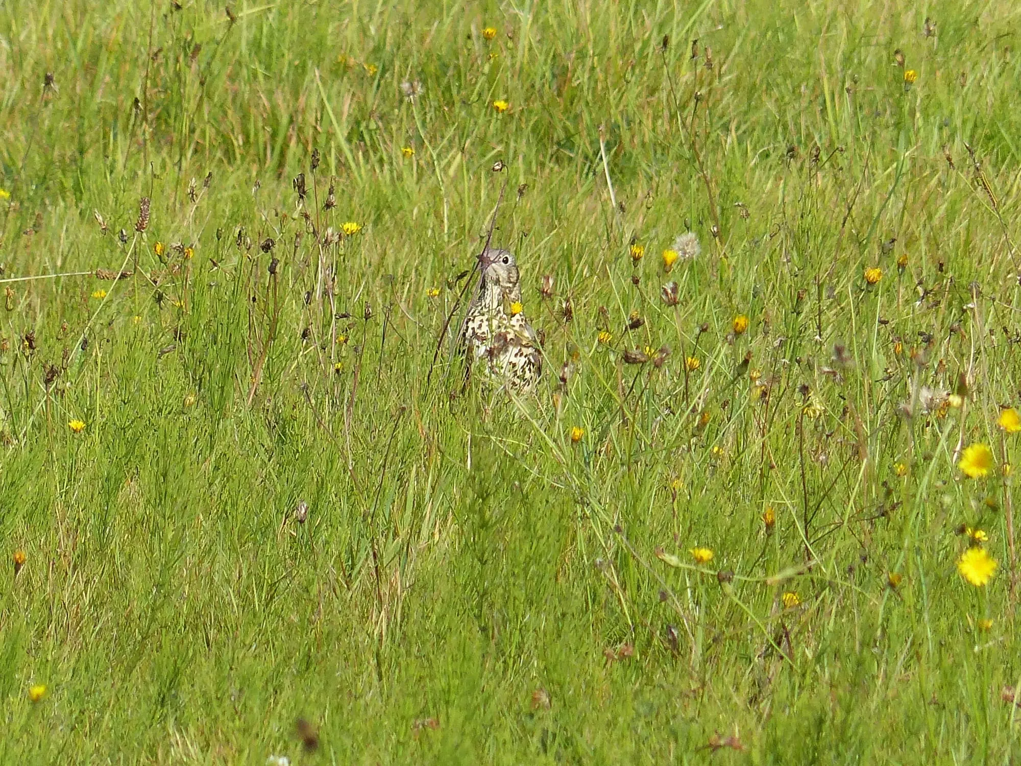 Grive draine / Mistle thrush