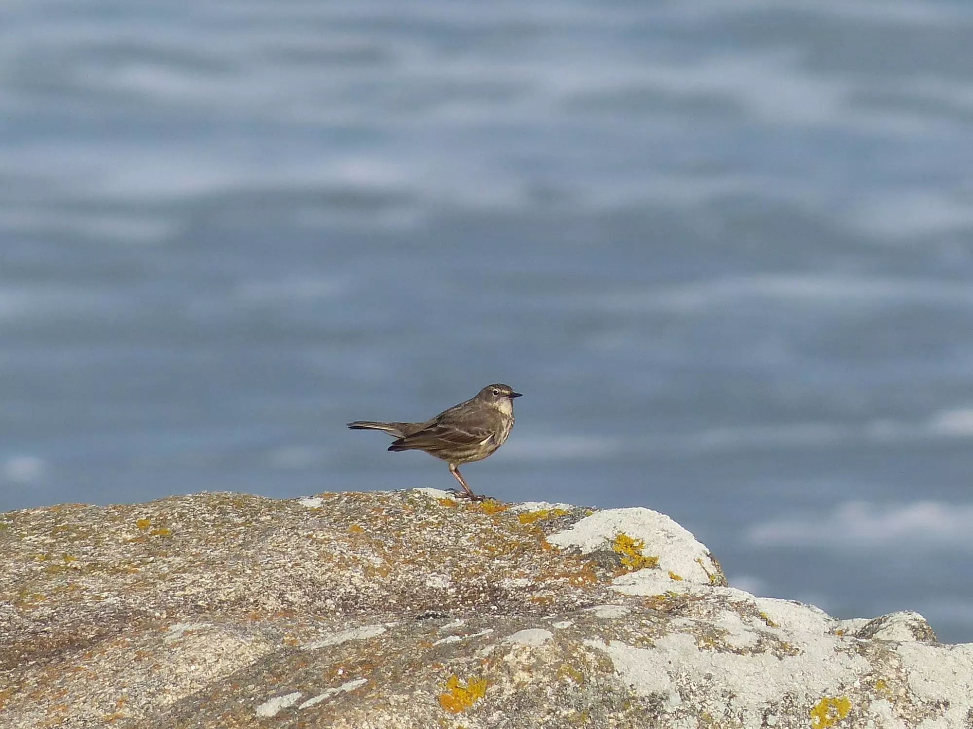 Grive musicienne / Song thrush