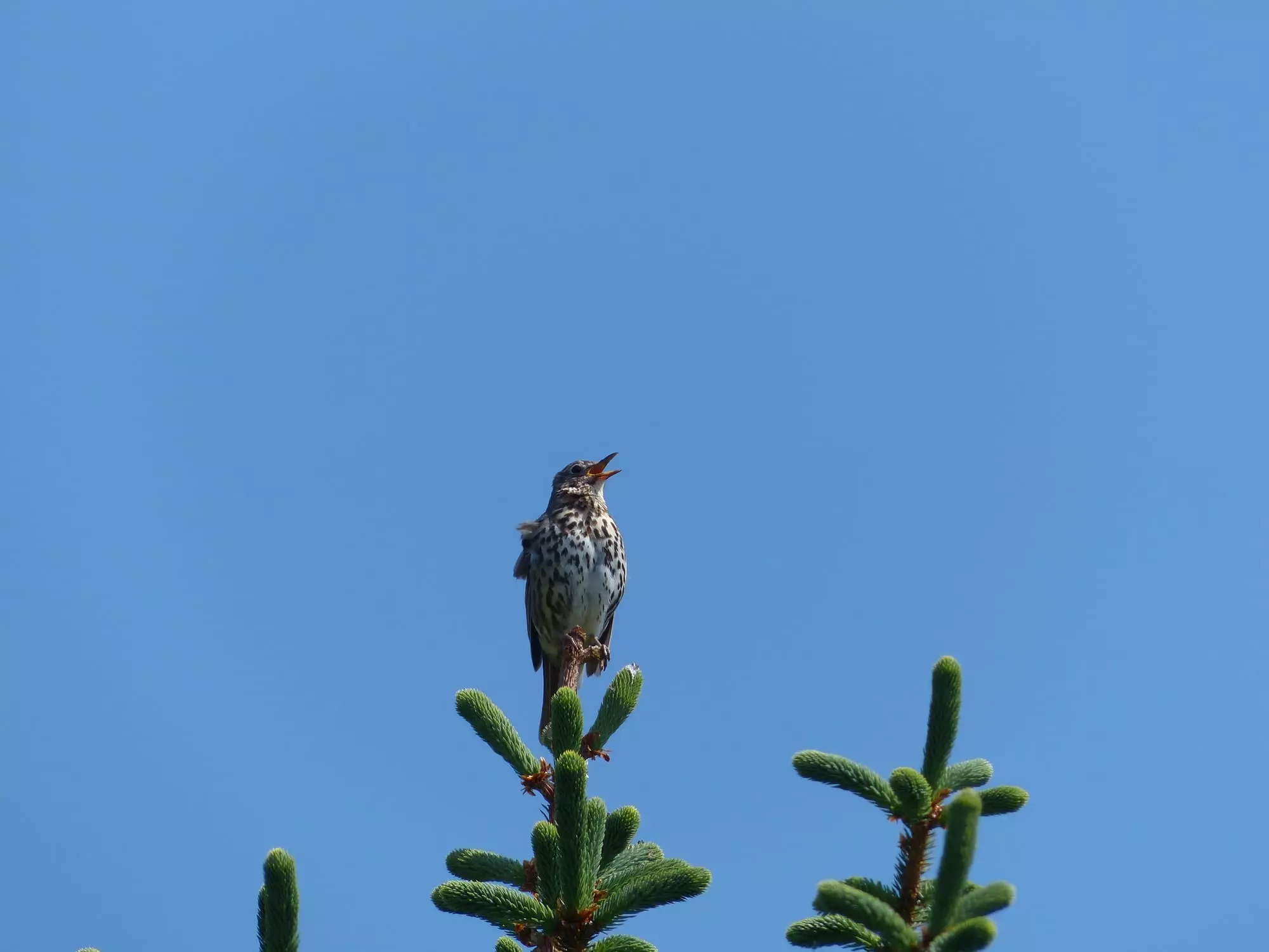 Grive musicienne / Song thrush (Plougrescant)