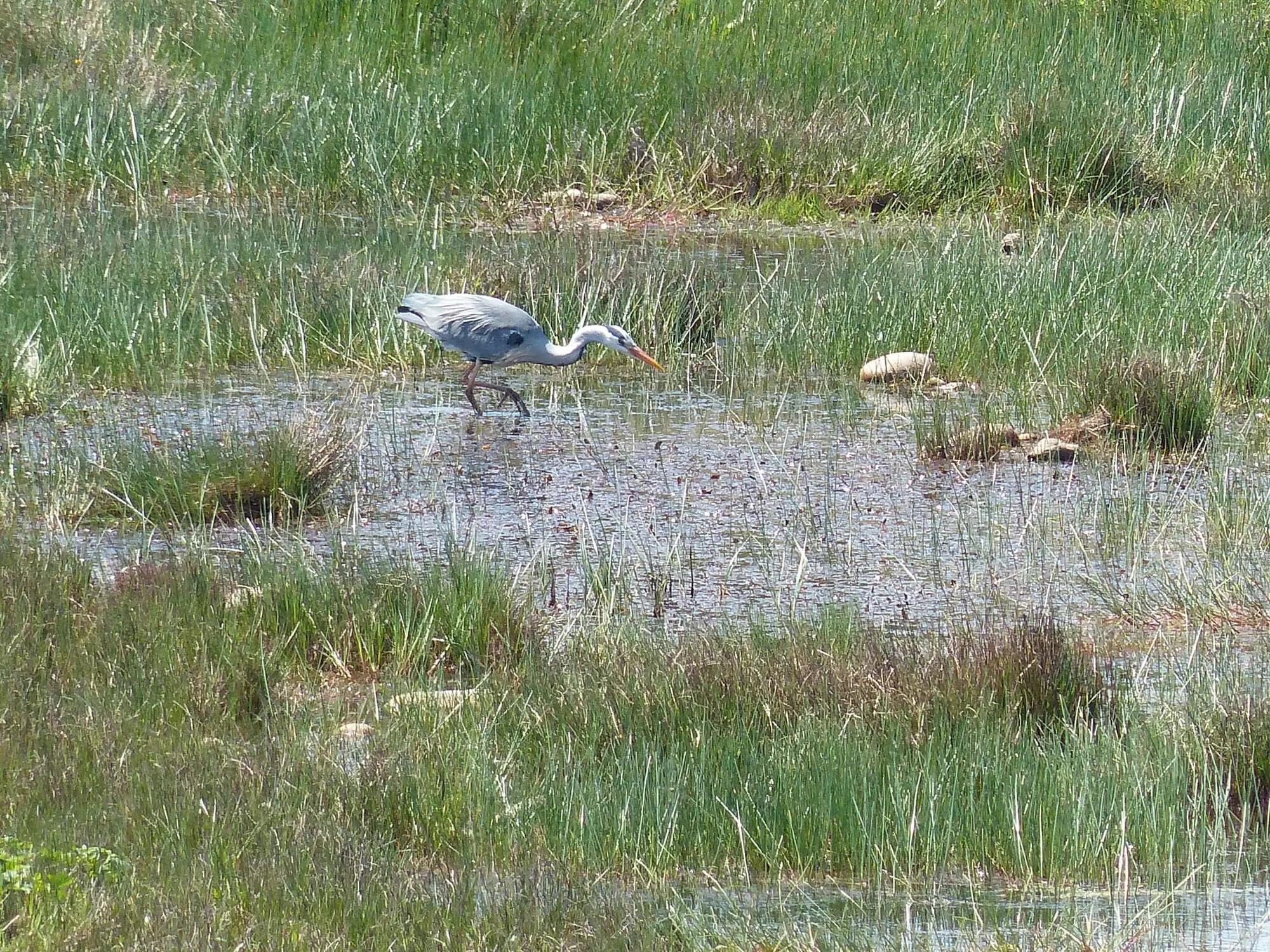 Héron_cendré / Grey heron (Scotland)