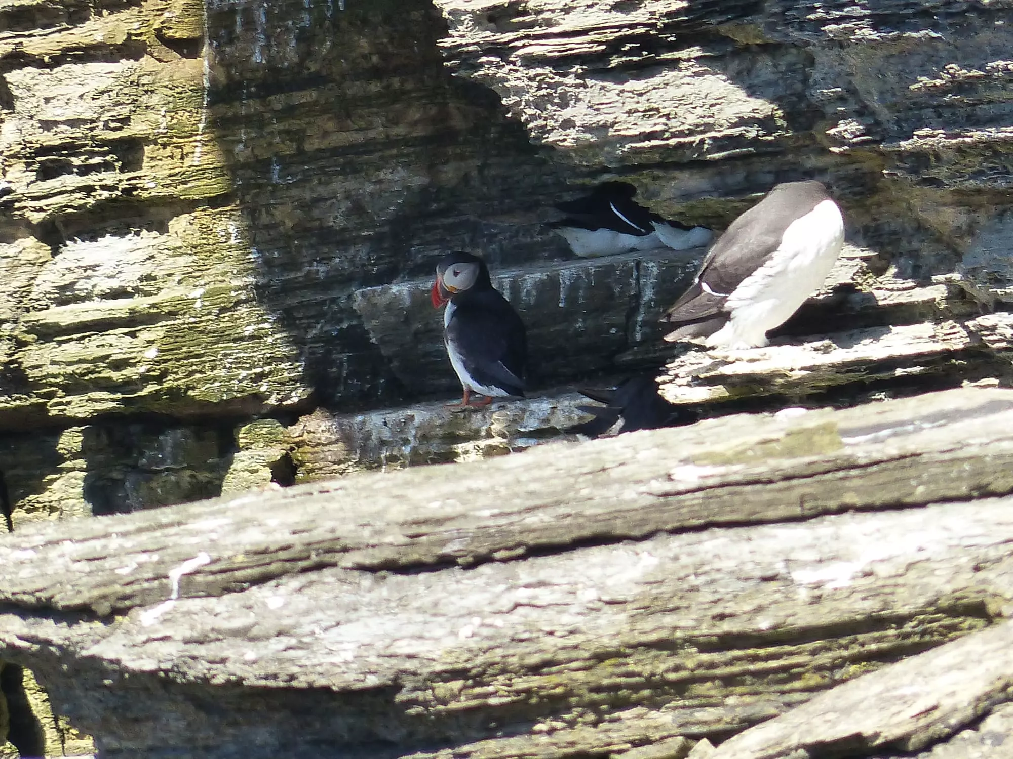 Macareux moine / Atlantic puffin (Orcades - Îles Orkney - Scotland)