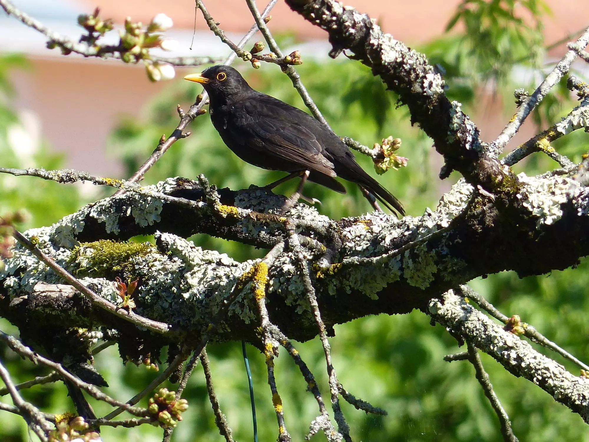 Merle noir / Common blackbird (Saint-Sulpice-la-Pointe)