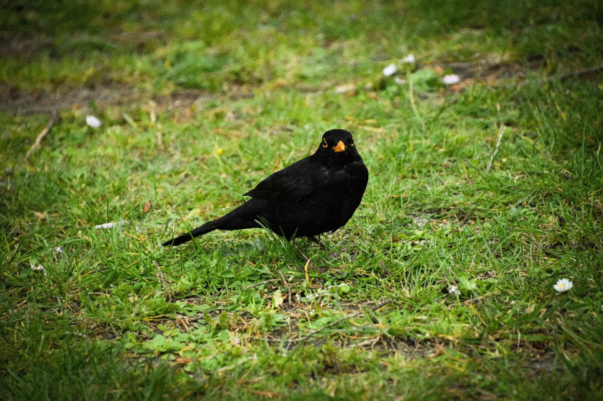 Merle noir / Common blackbird (Plougrescant)