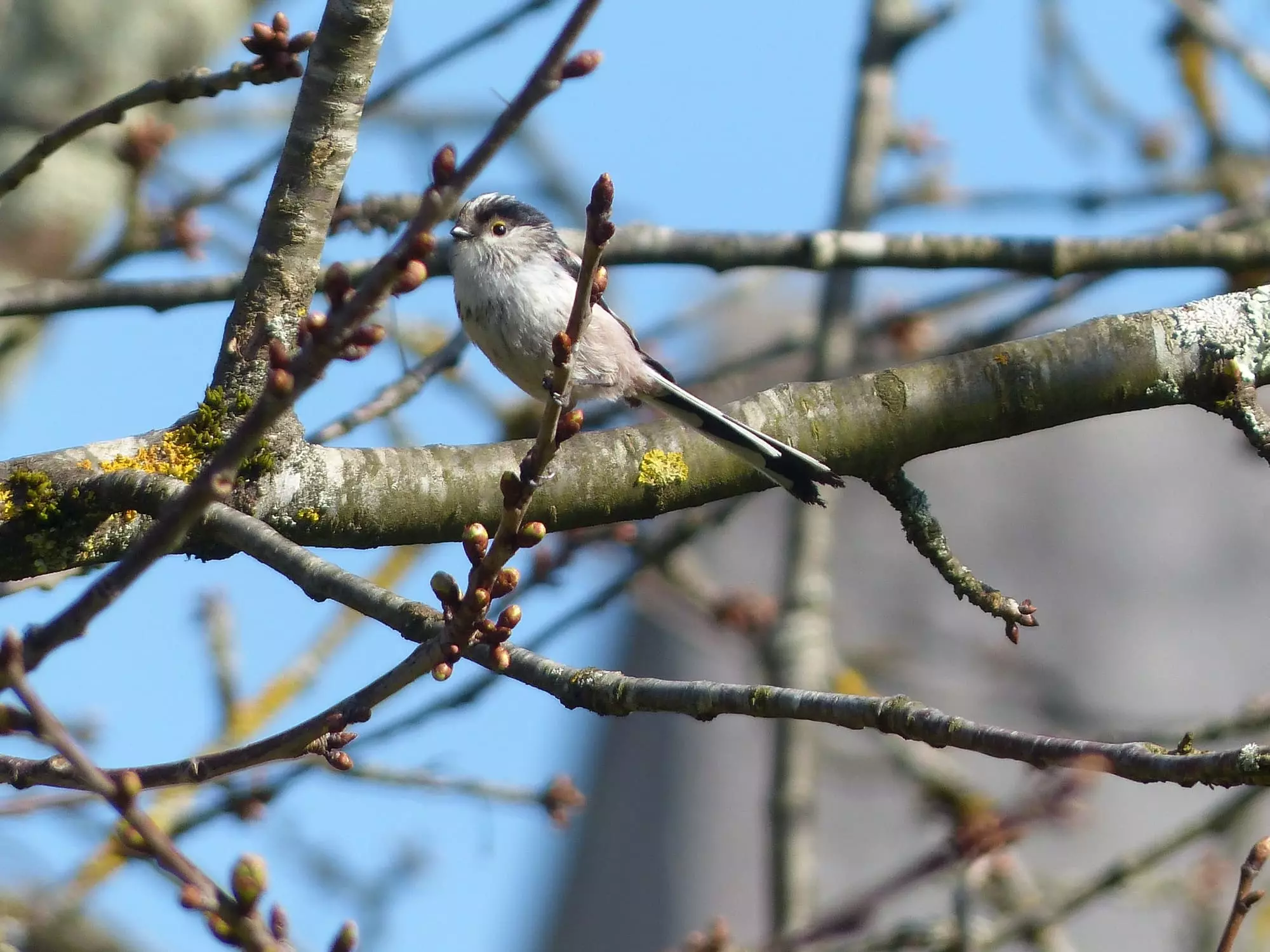 Mésange à longue queue / Long tailed tit (Saint-Sulpice-la-Pointe)