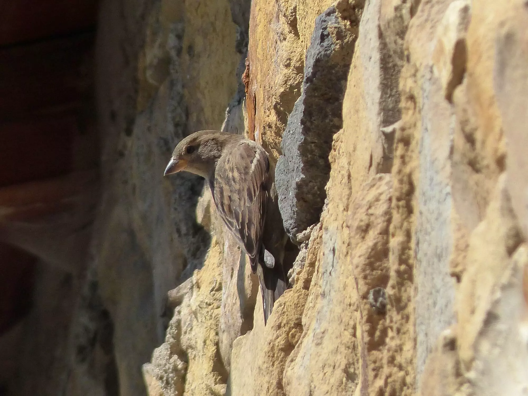 Moineau domestique / House sparrow (Les Martres-de-Veyre)