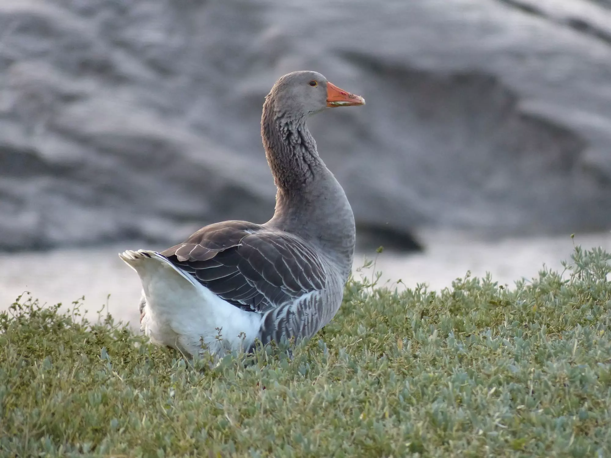 Oie cendrée / Greylag goose (Plougrescant)