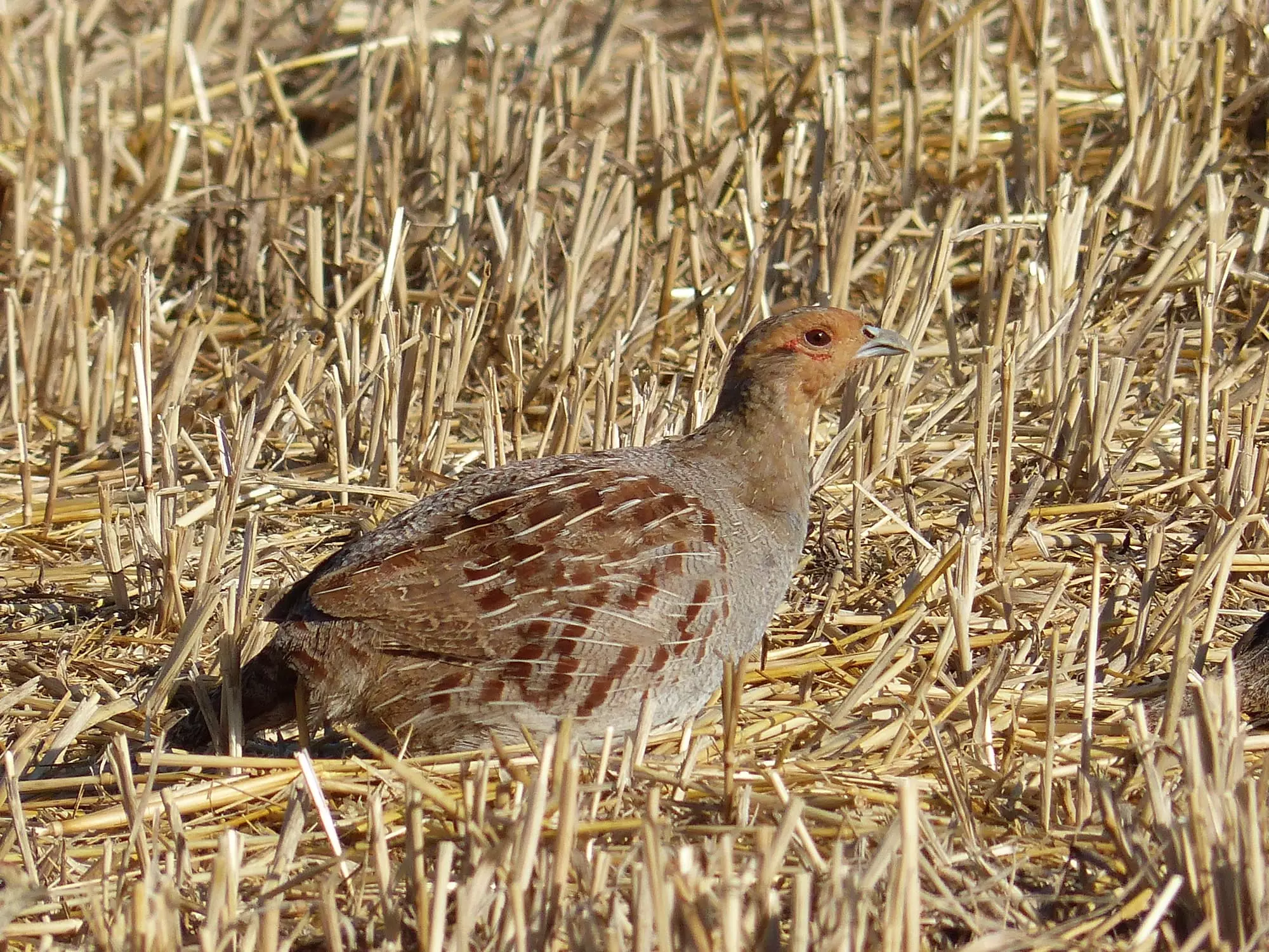 Perdrix grise / Grey partridge (Jenzat)