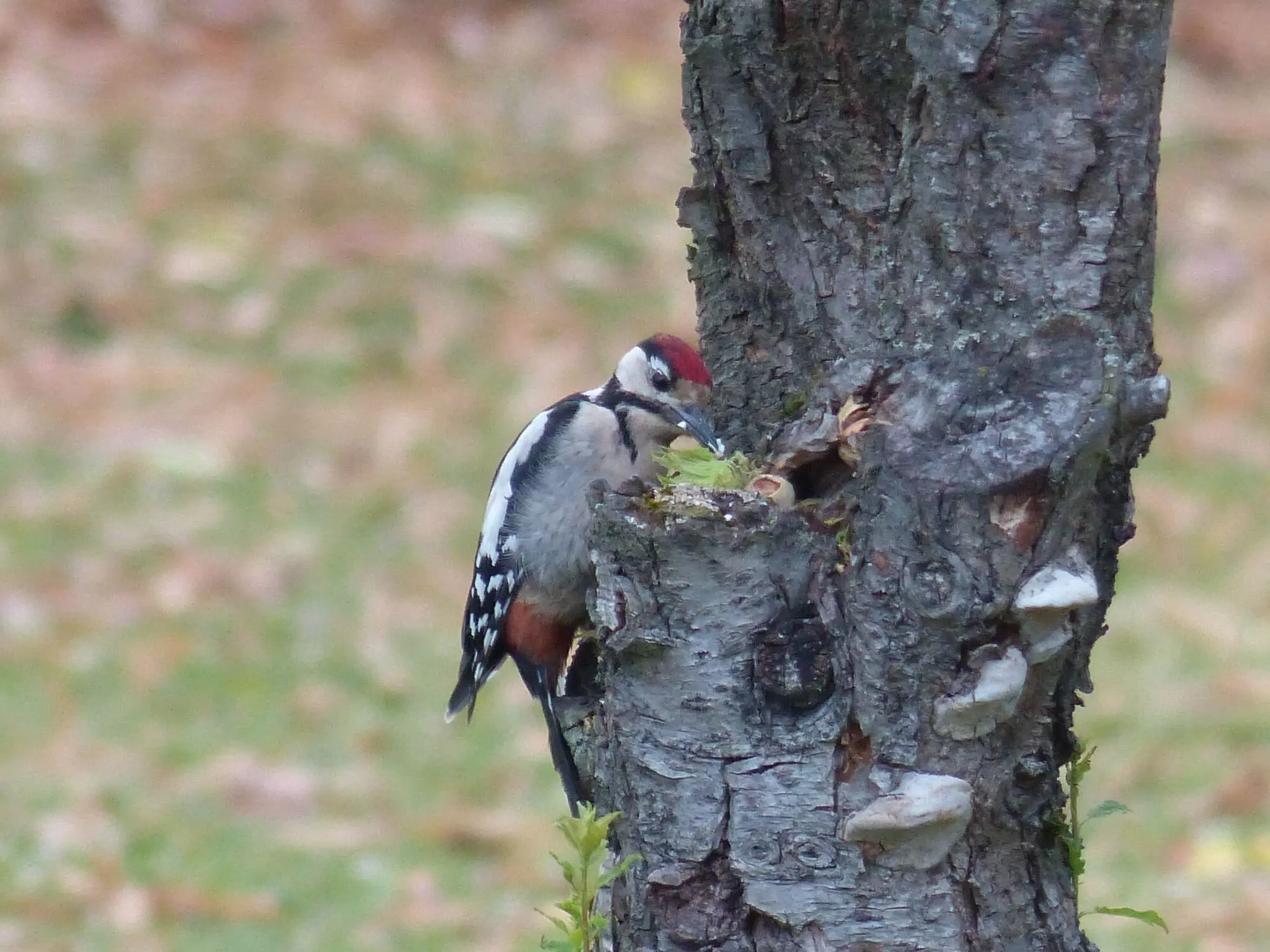 Pic épeiche / Great spotted woodpecker (Taxat-Senat)