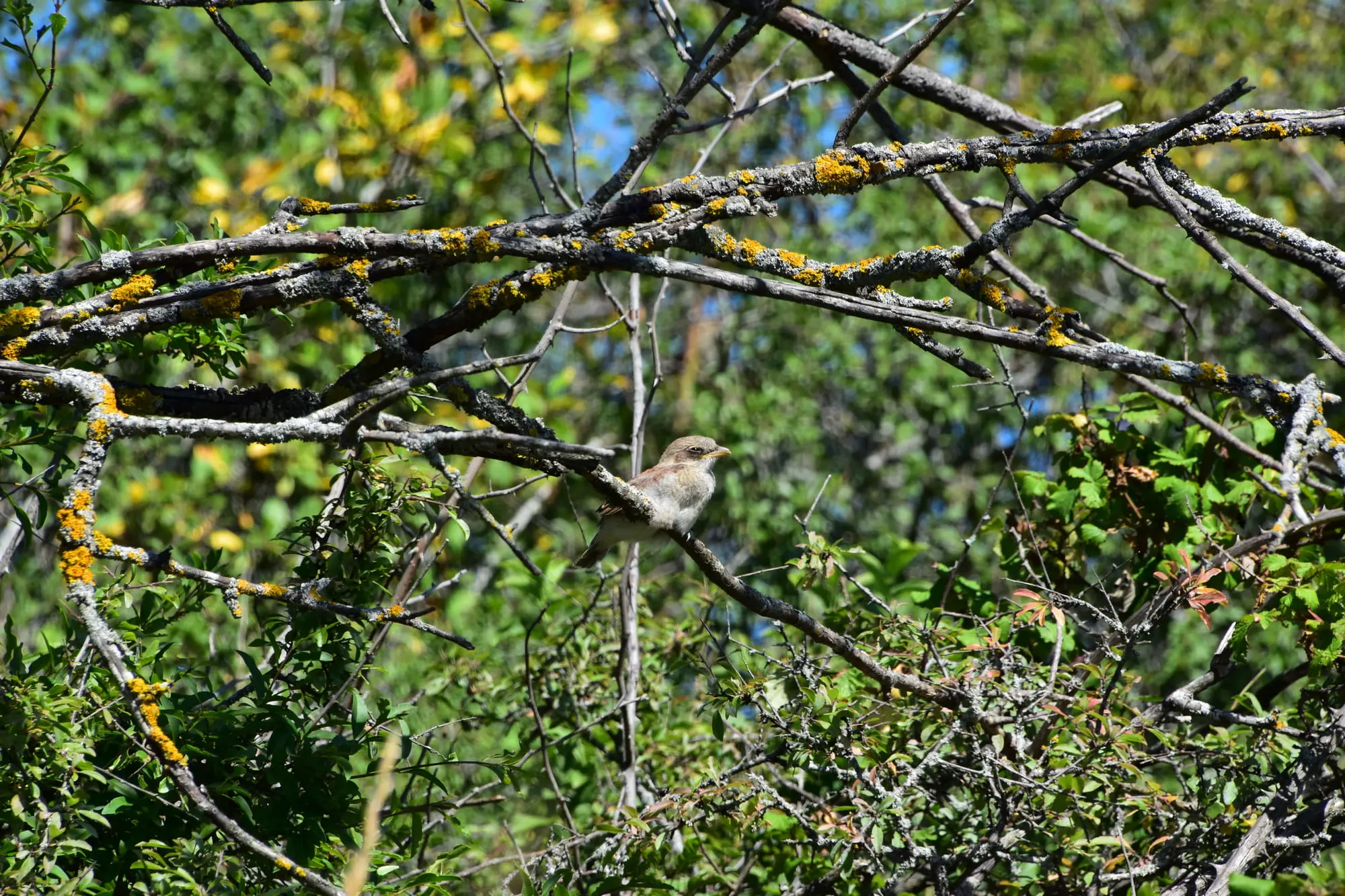Pie-grièche écorcheur / Red-backed shrike (Puy Saint-Romain)