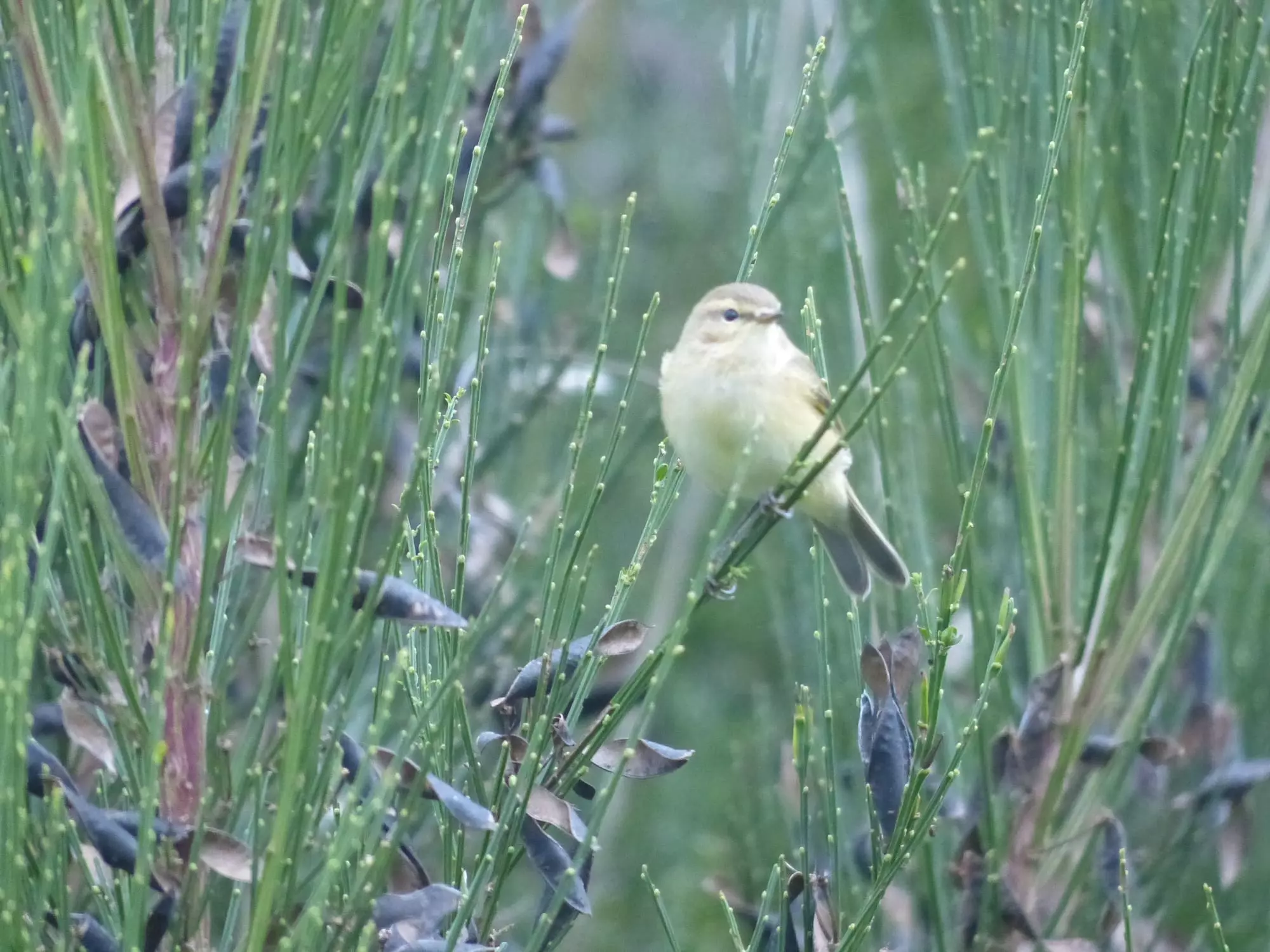 Pouillot fitis / Willow warbler (Plougrescant)