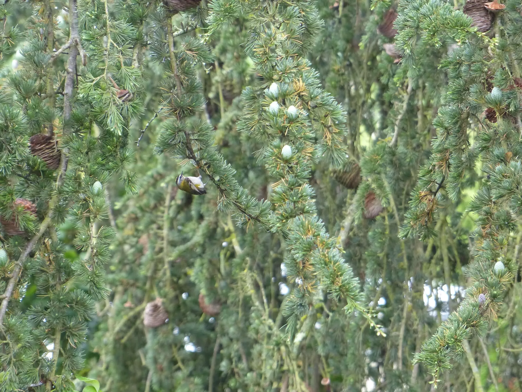 Roitelet huppé / goldcrest (Plougrescant)