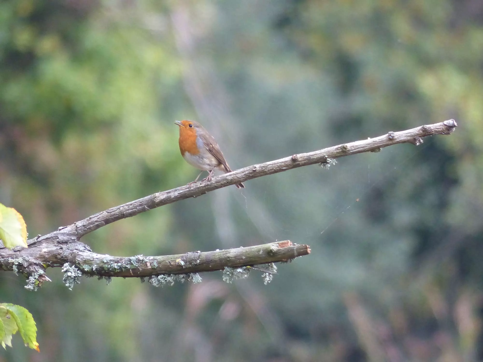 Rouge-gorge familier / European robin (Plougrescant)