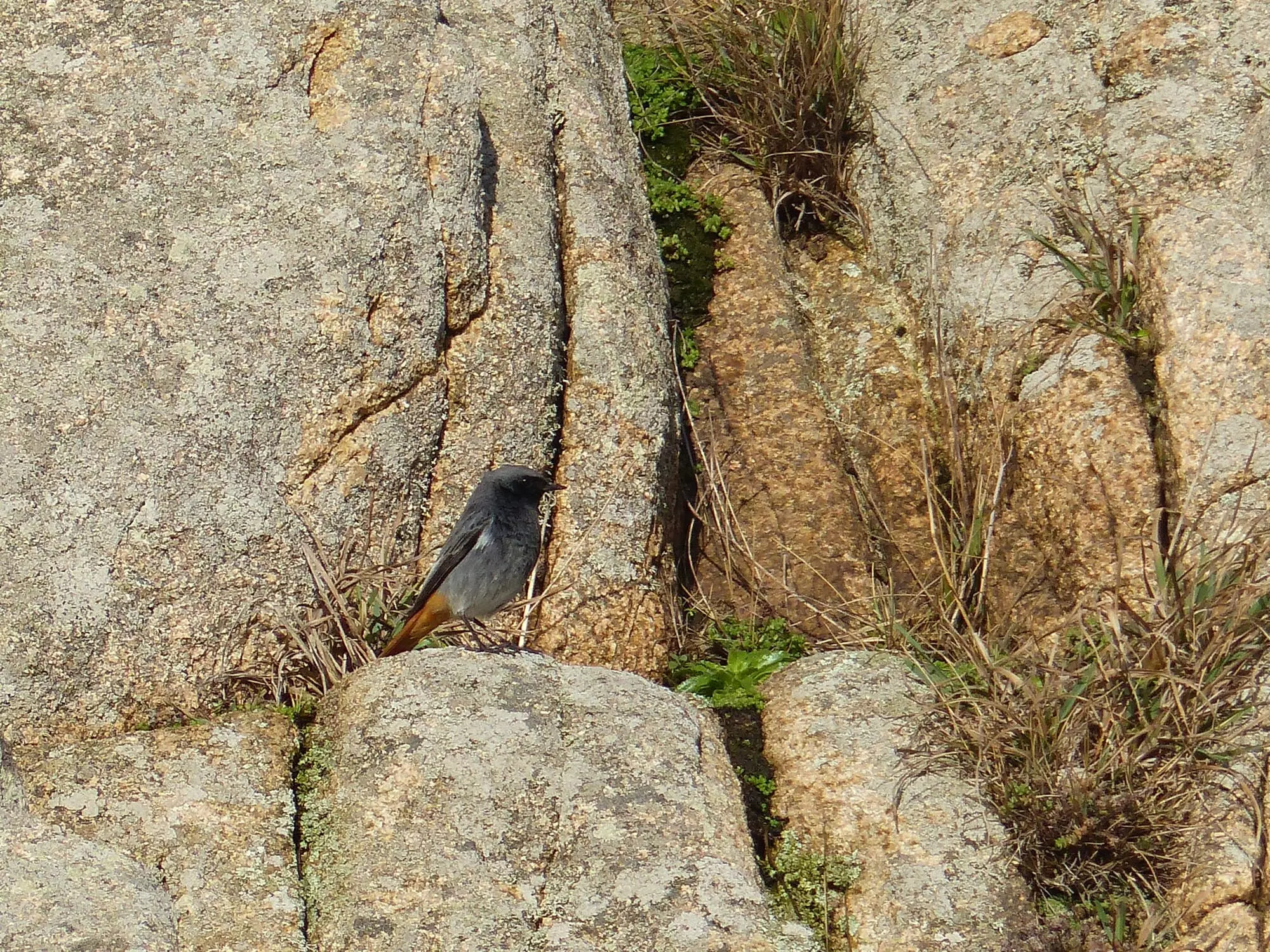Rougequeue noir / Black redstart (Perros-Guirec)