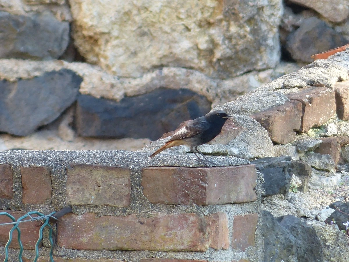Rougequeue noir / Black redstart (Martres-de-Veyre)