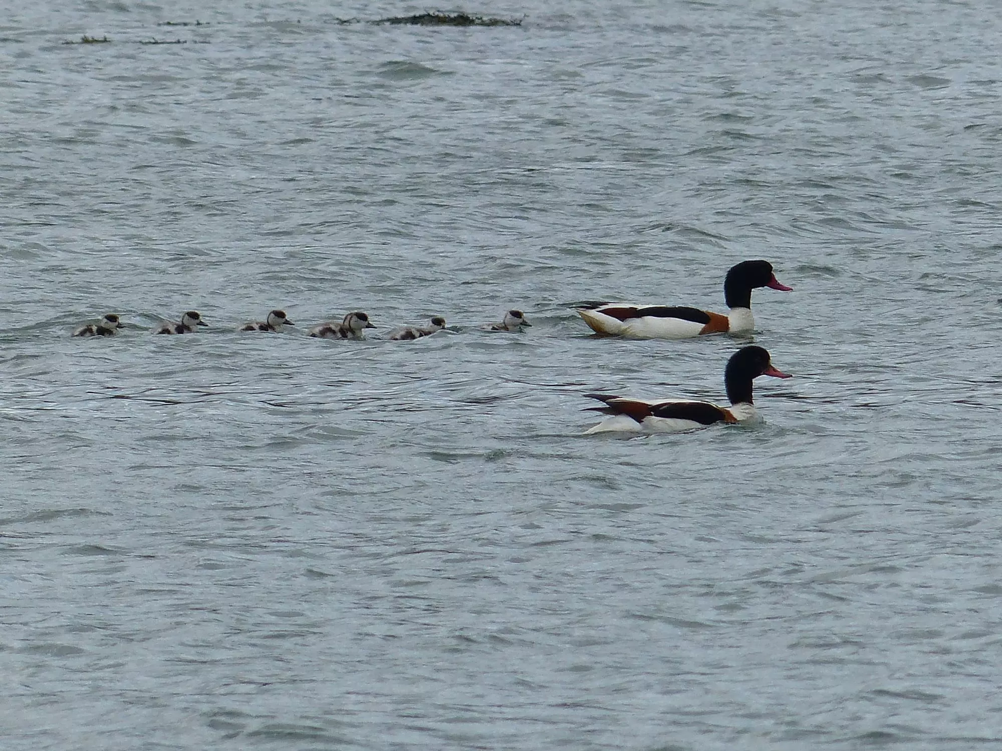 Tadorne de Belon / Common shelduck (Plougrescant)