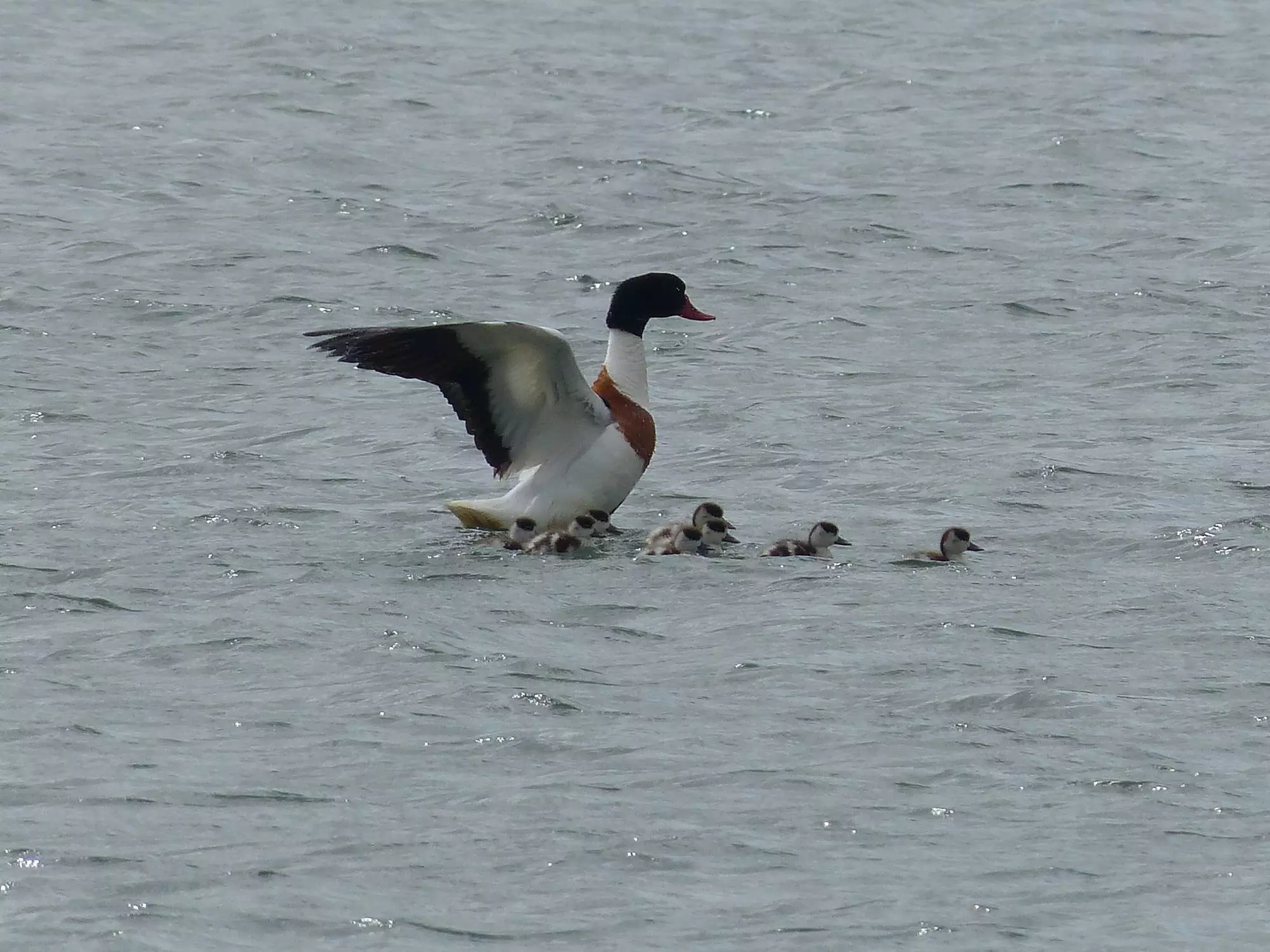 Tadorne de Belon / Common shelduck (Plougrescant)