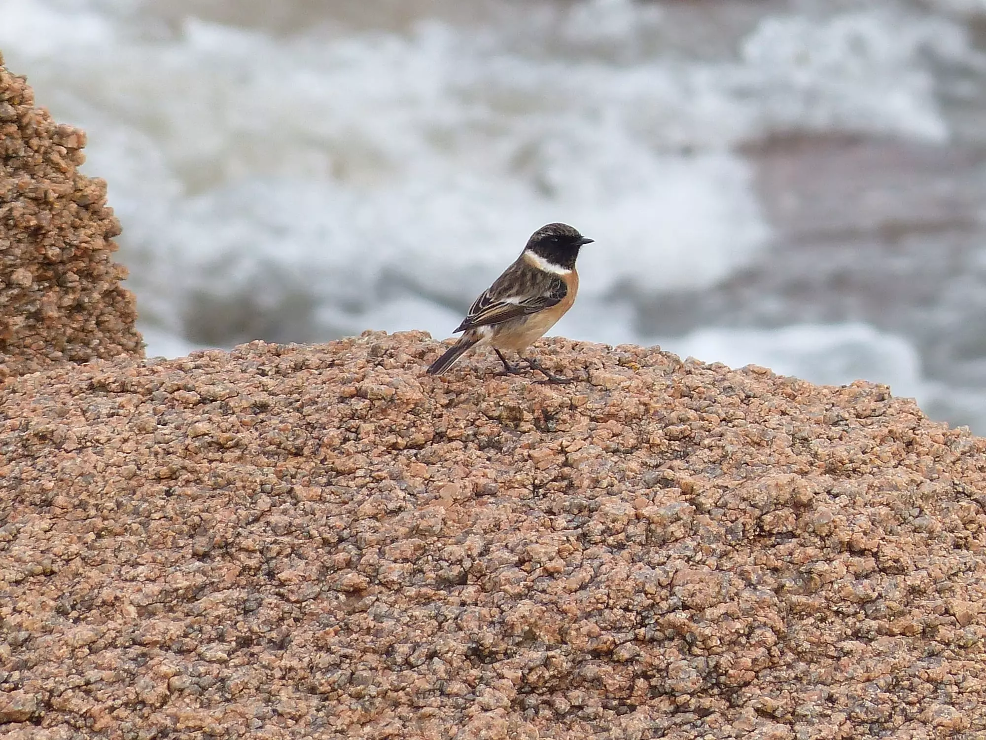 Tarier pâtre / European stonechat (Perros-Guirec)