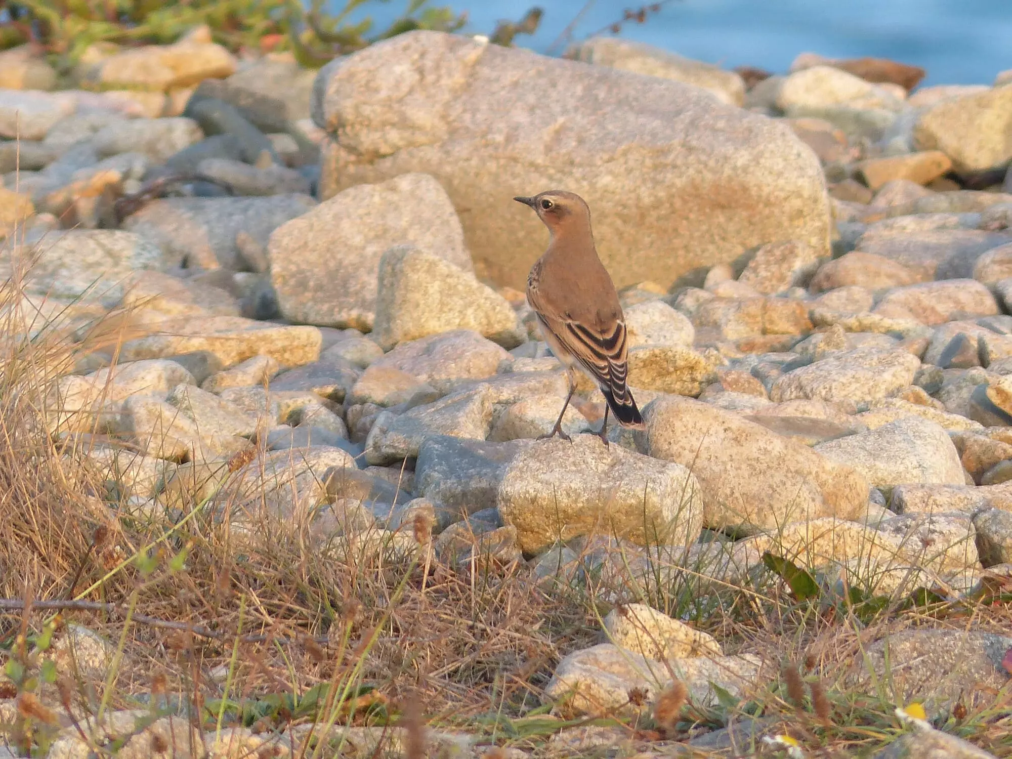Traquet motteux / Northern wheatear (Plougrescant)