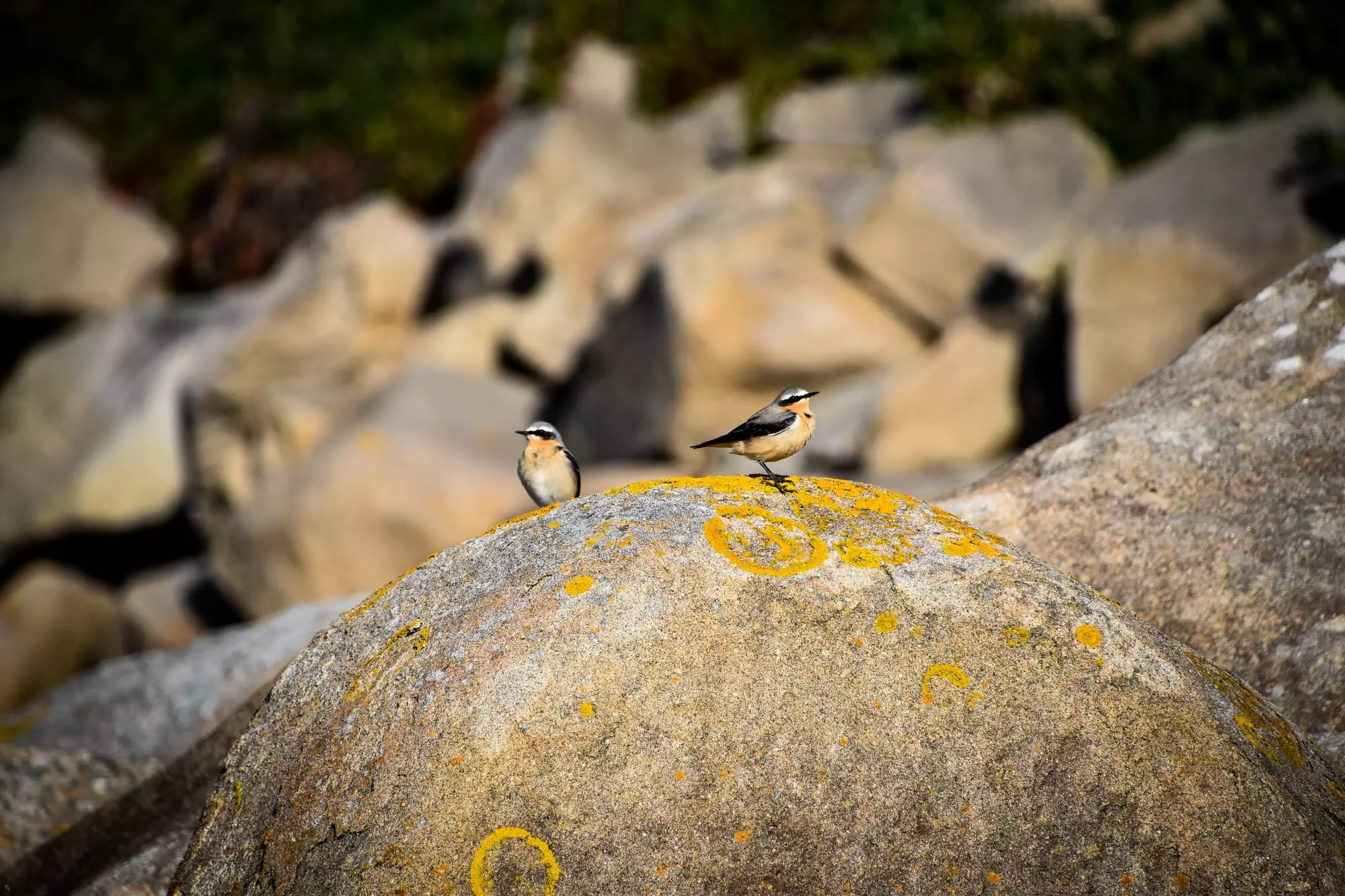 Traquet motteux / Northern wheatear (Trébeurden)