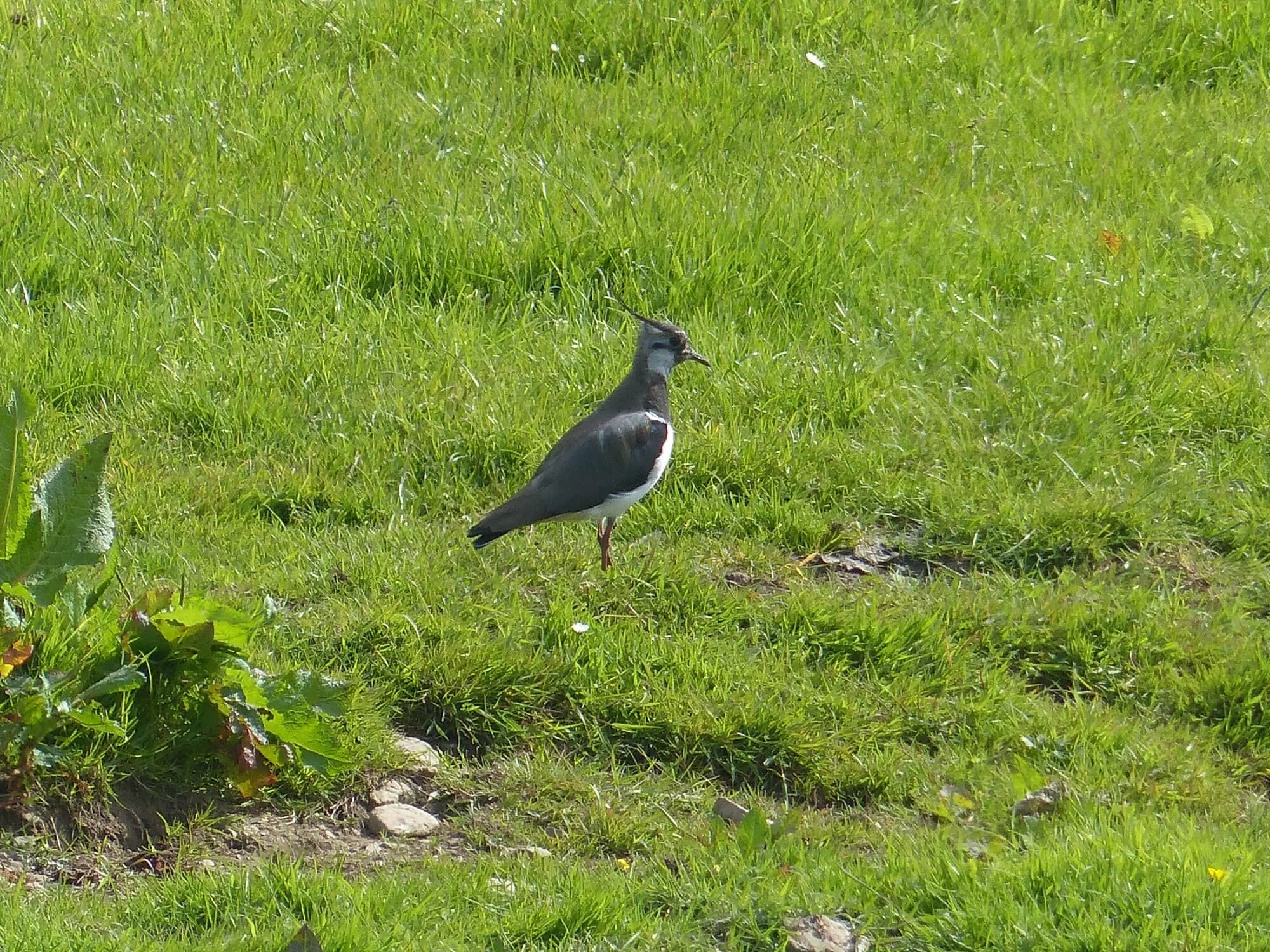 Vanneau huppé / Northern lapwing